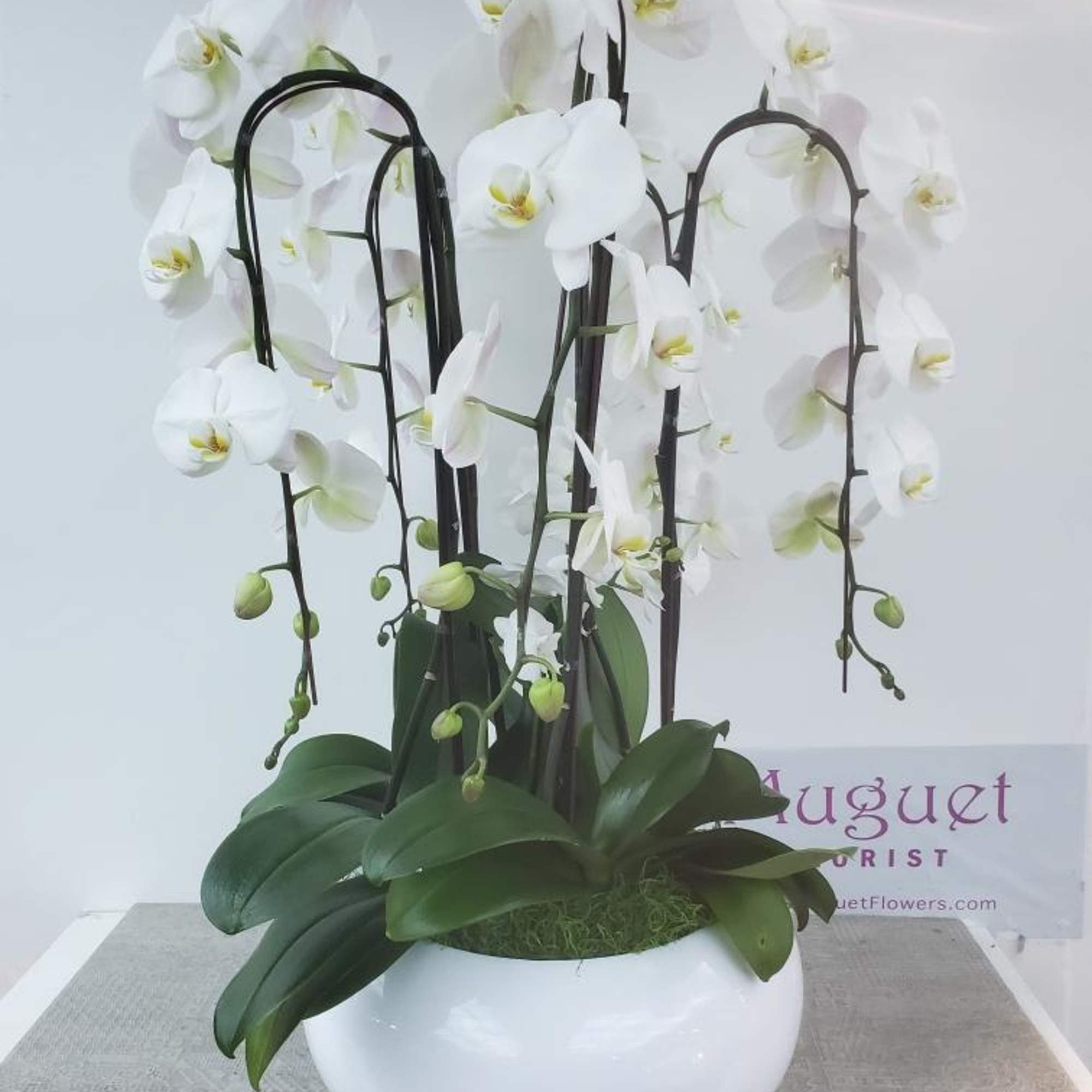 The White Phalaenopsis Orchids arrangement in a spacious white pot is a