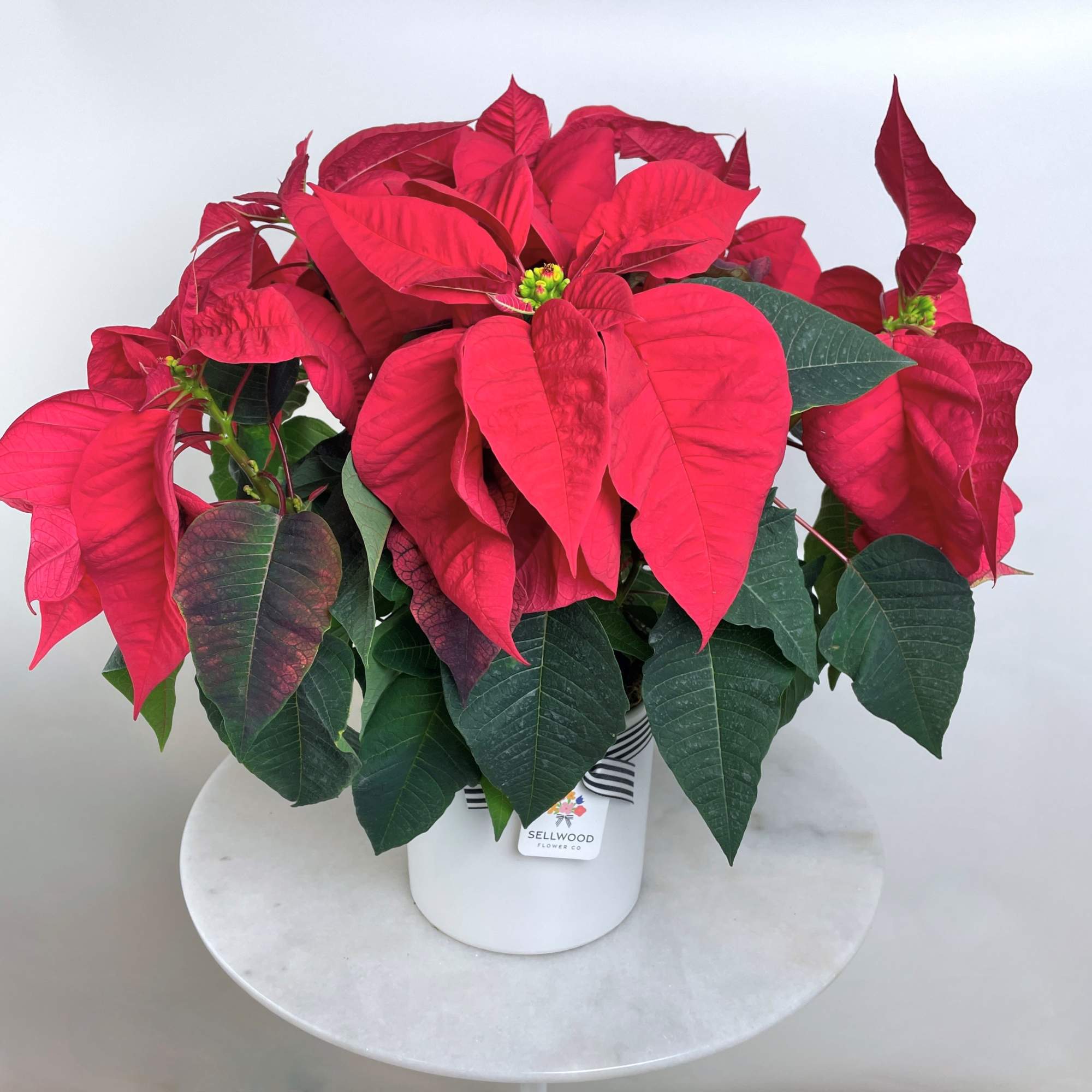 Nothing says holidays like a gorgeous poinsettia in your home! The Standard