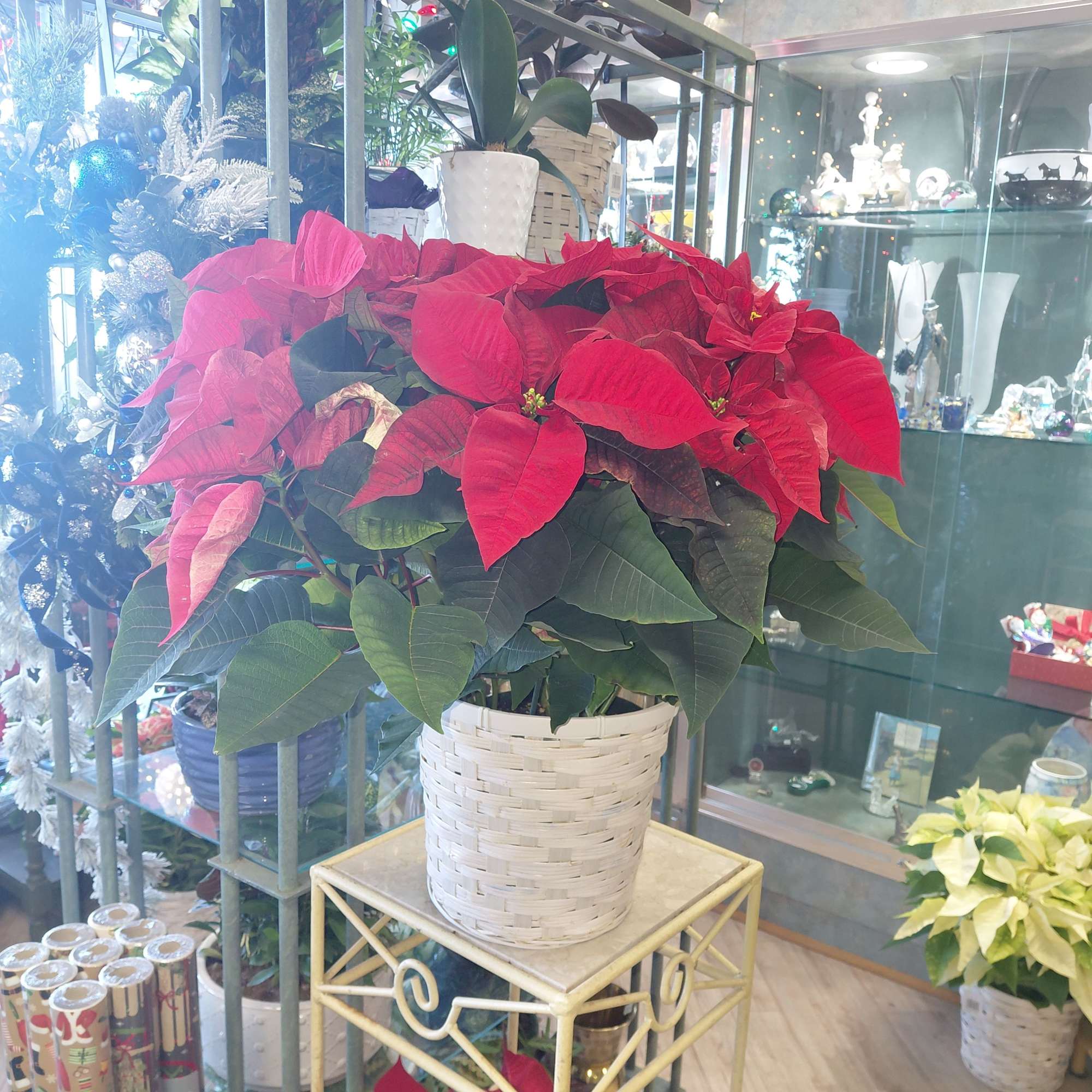 Bring home the holiday classic! Our vibrant Poinsettia plants add instant festive