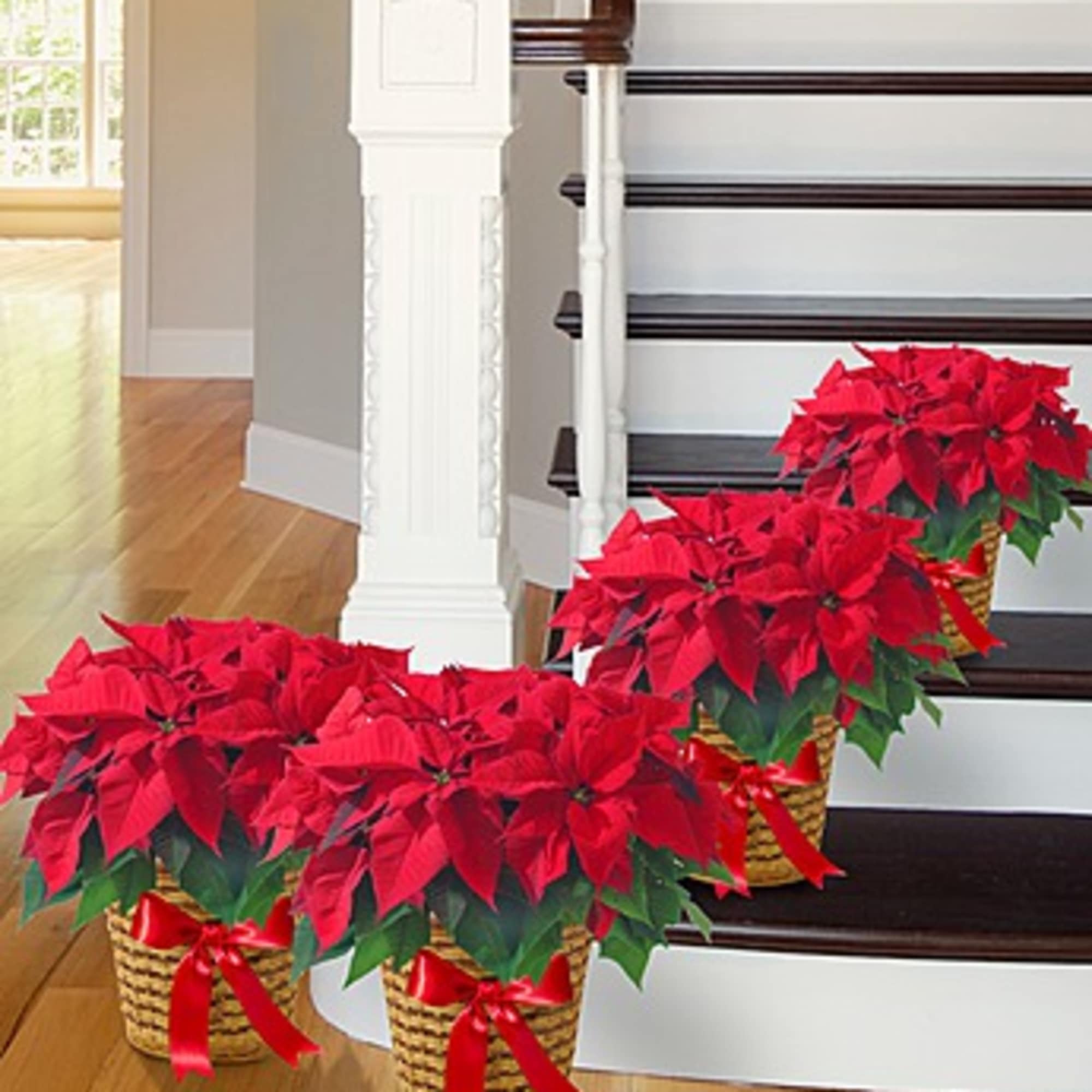 Our classic red poinsettia is already a staple of the holiday season