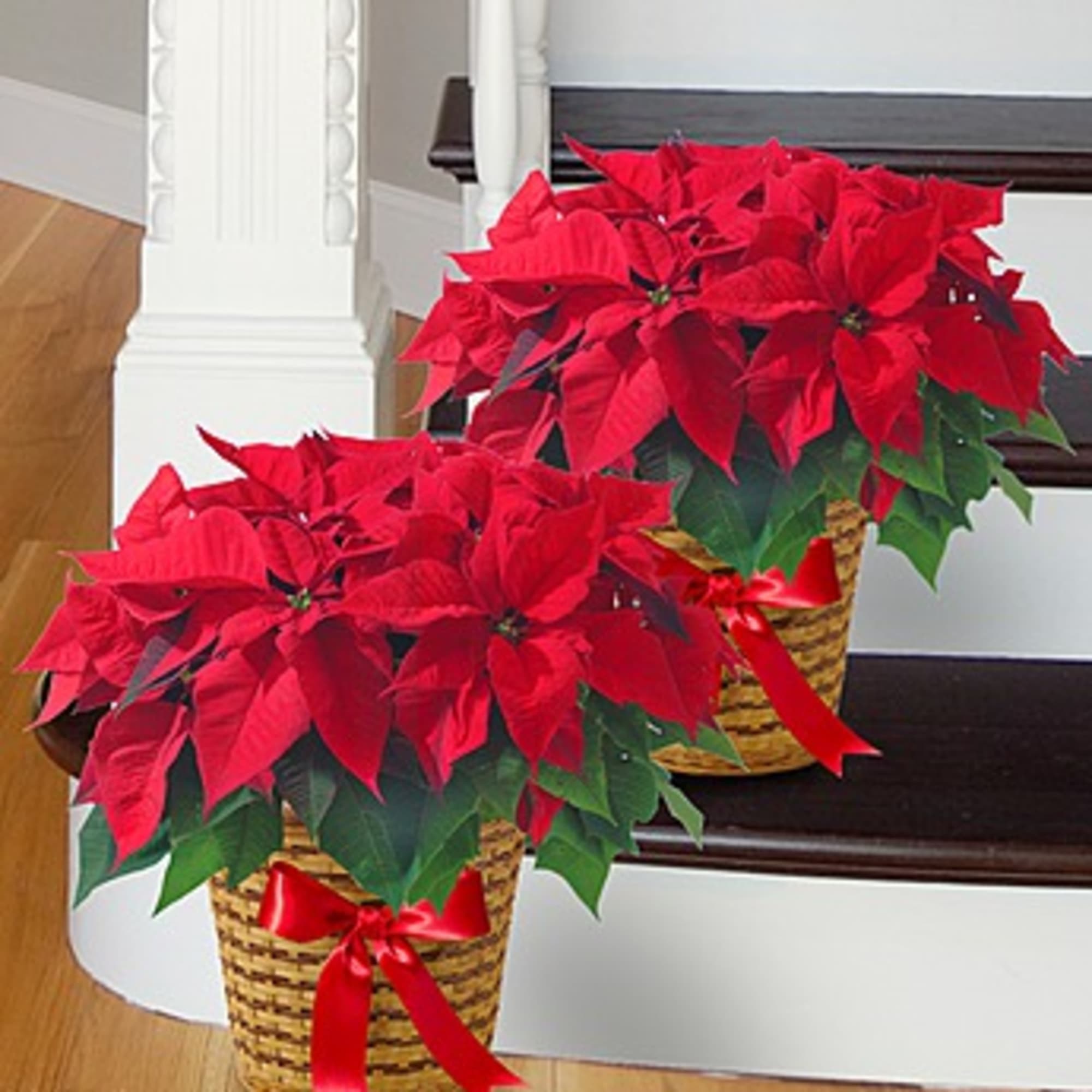 Our classic red poinsettia is already a staple of the holiday season