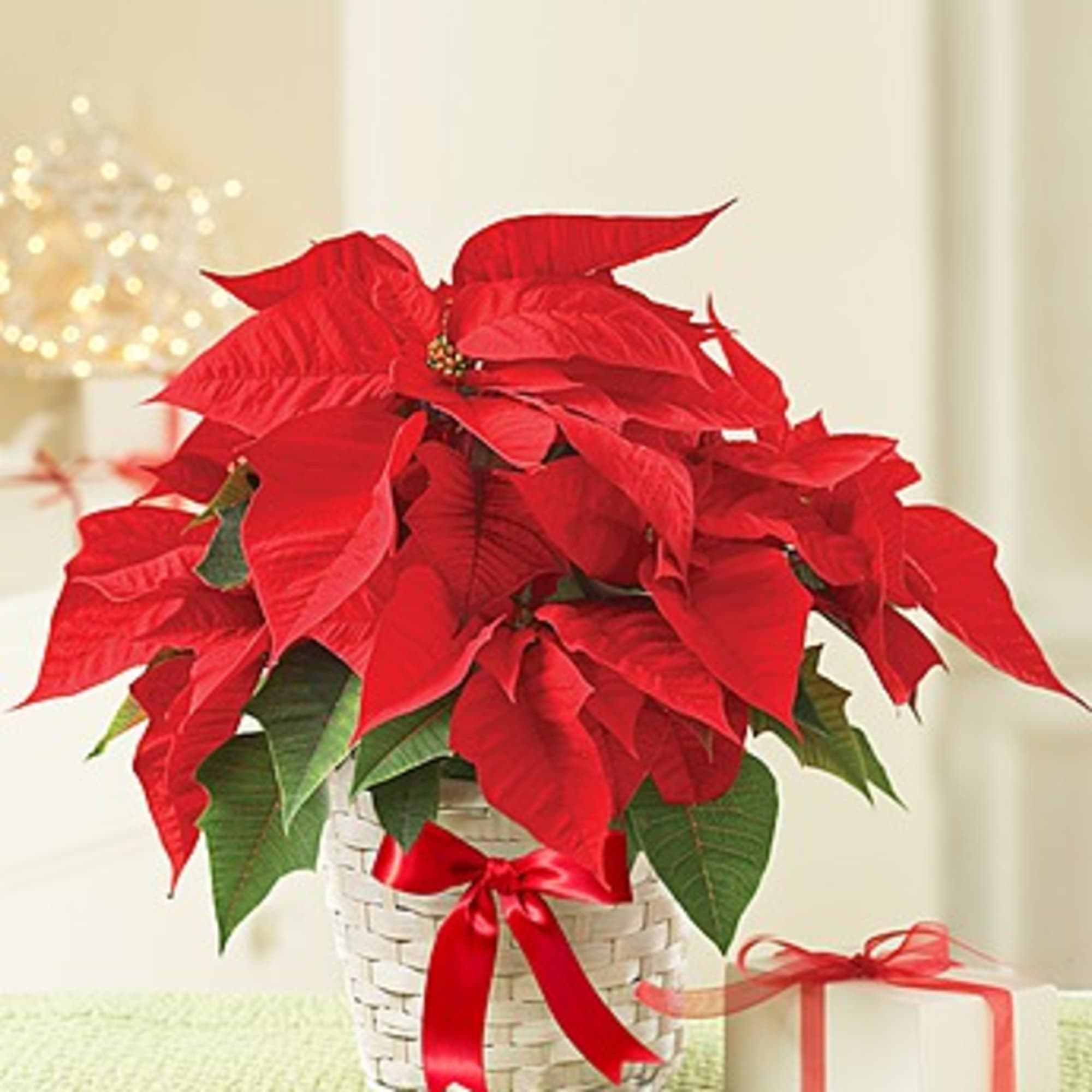 A tried-and-true holiday favorite, our poinsettia plant brings the beauty of the
