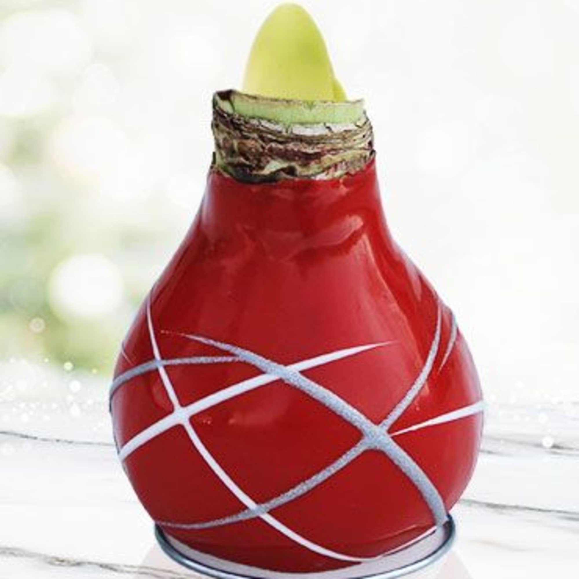 Waxed amaryllis bulbs offer effortless beauty and bold seasonal color. Each bulb