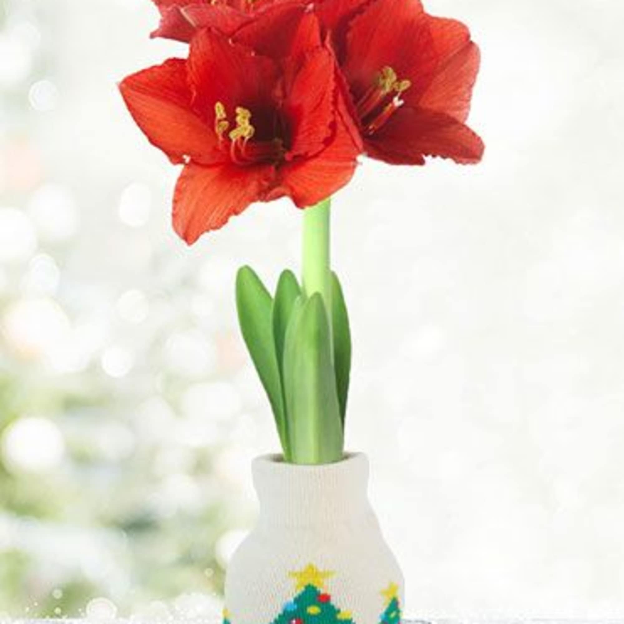 Give your holiday d&eacute;cor a cozy touch with this amaryllis bulb wrapped