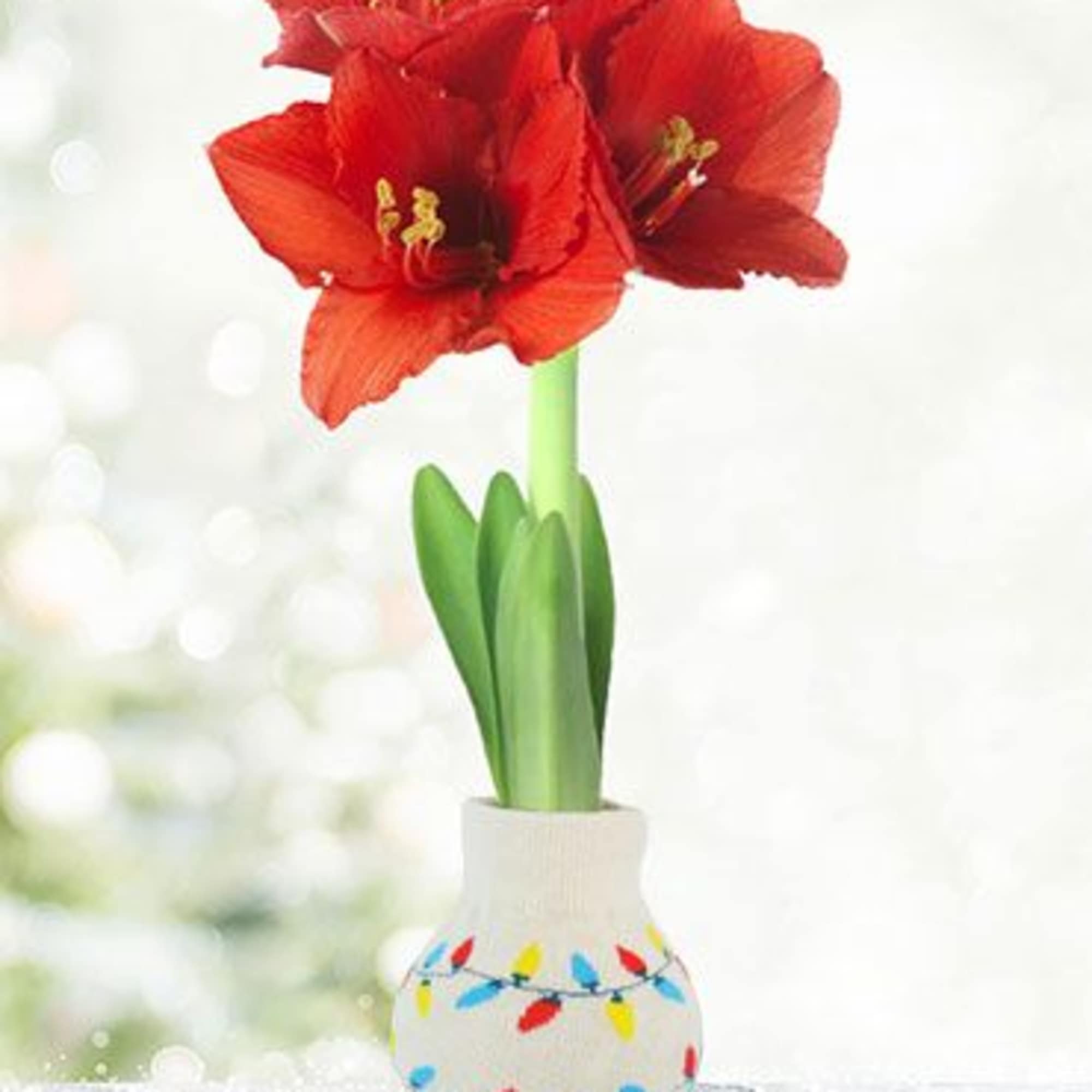 Give your holiday d&eacute;cor a cozy touch with this amaryllis bulb wrapped