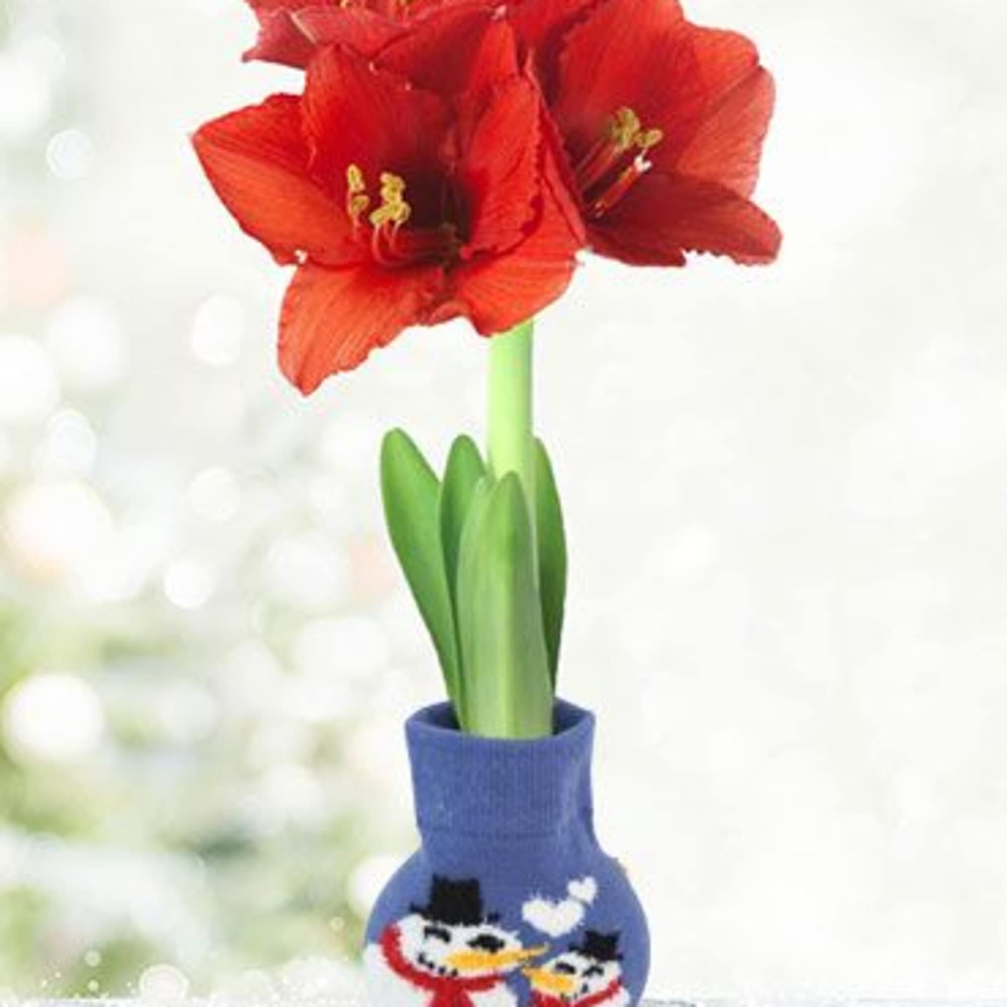Give your holiday d&eacute;cor a cozy touch with this amaryllis bulb wrapped