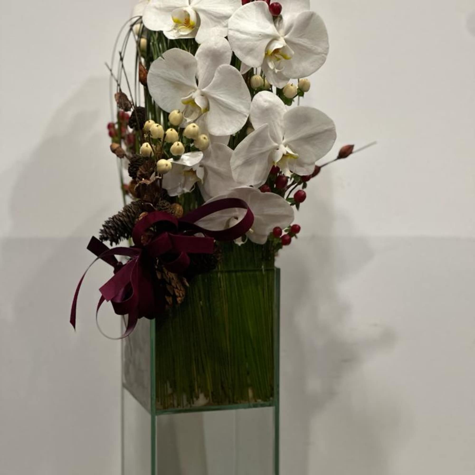 Festive holiday arrangement with long draping White phalaenopsis orchid embraced by Australian