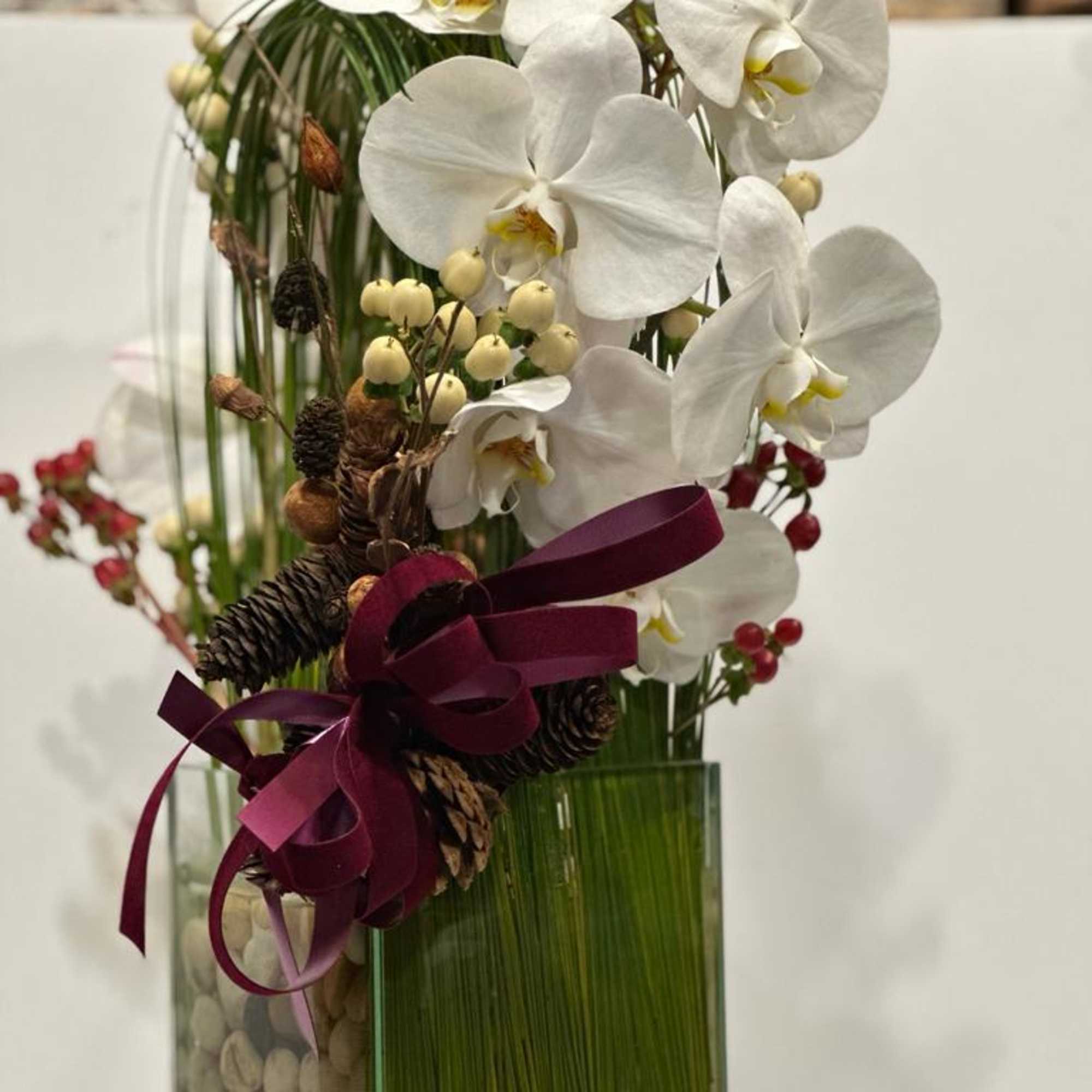 Festive holiday arrangement with long draping White phalaenopsis orchid embraced by Australian