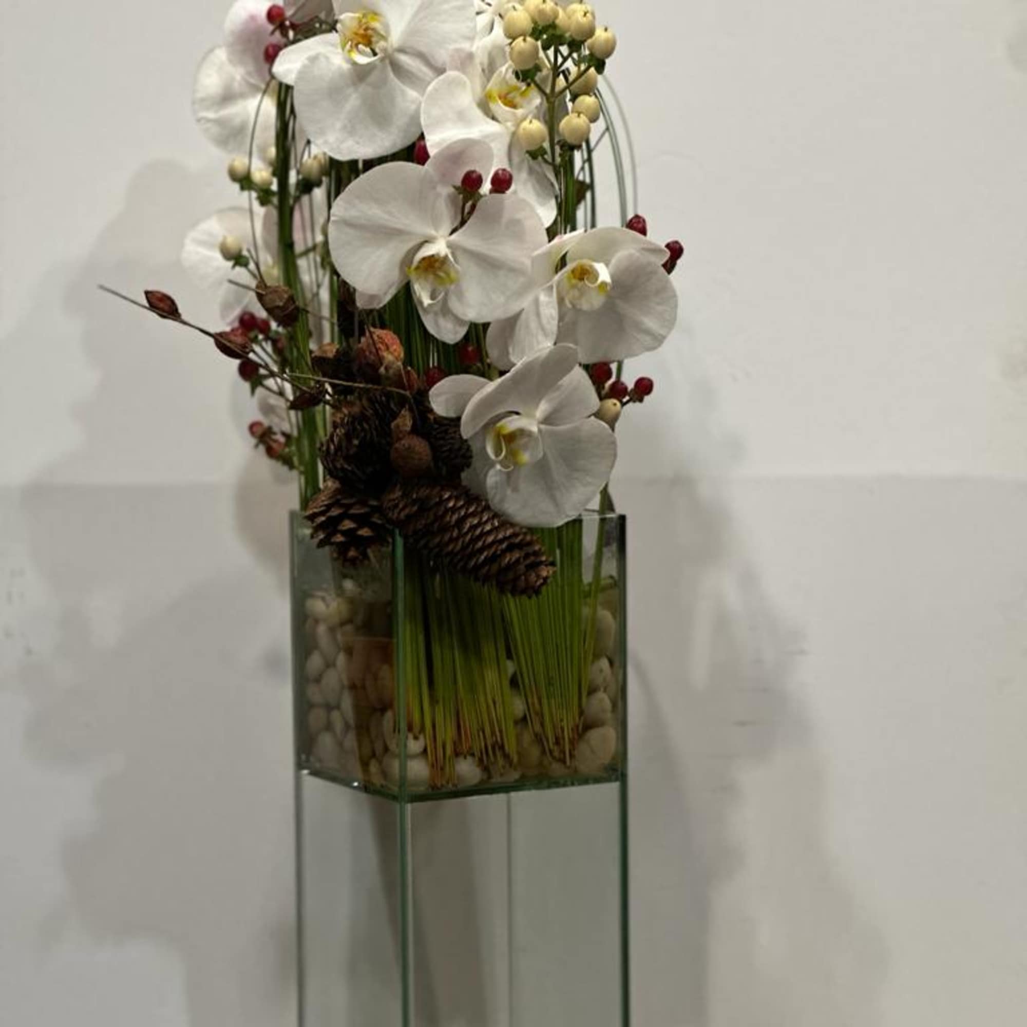 Festive holiday arrangement with long draping White phalaenopsis orchid embraced by Australian