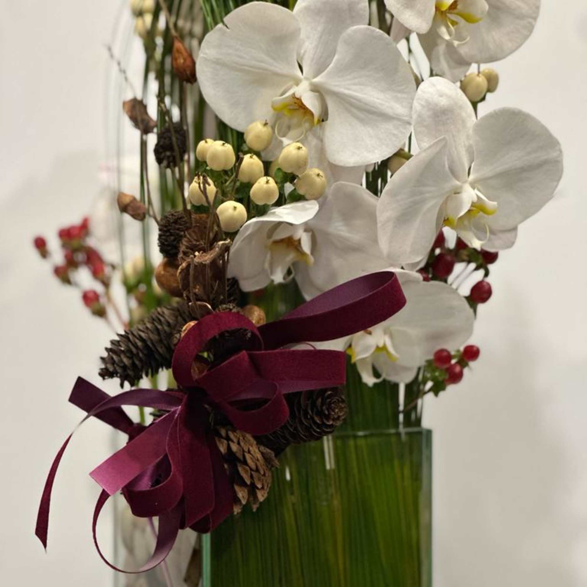 Festive holiday arrangement with long draping White phalaenopsis orchid embraced by Australian