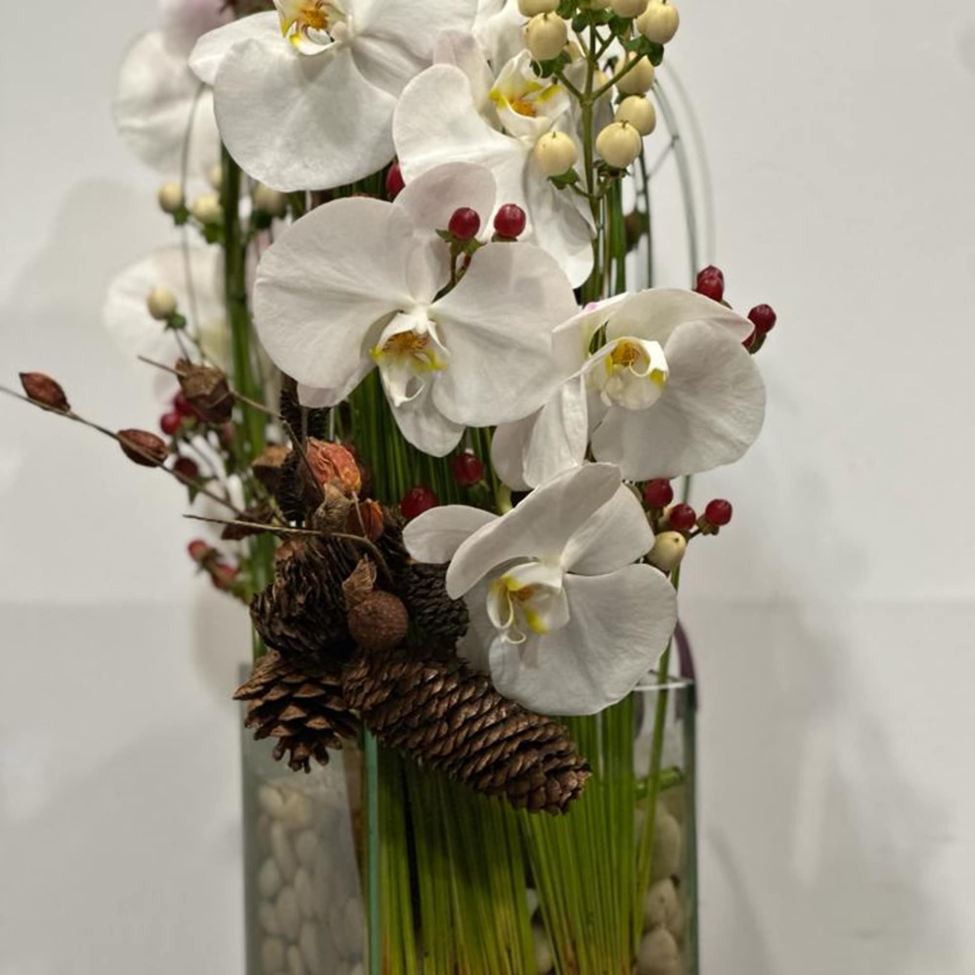 Festive holiday arrangement with long draping White phalaenopsis orchid embraced by Australian