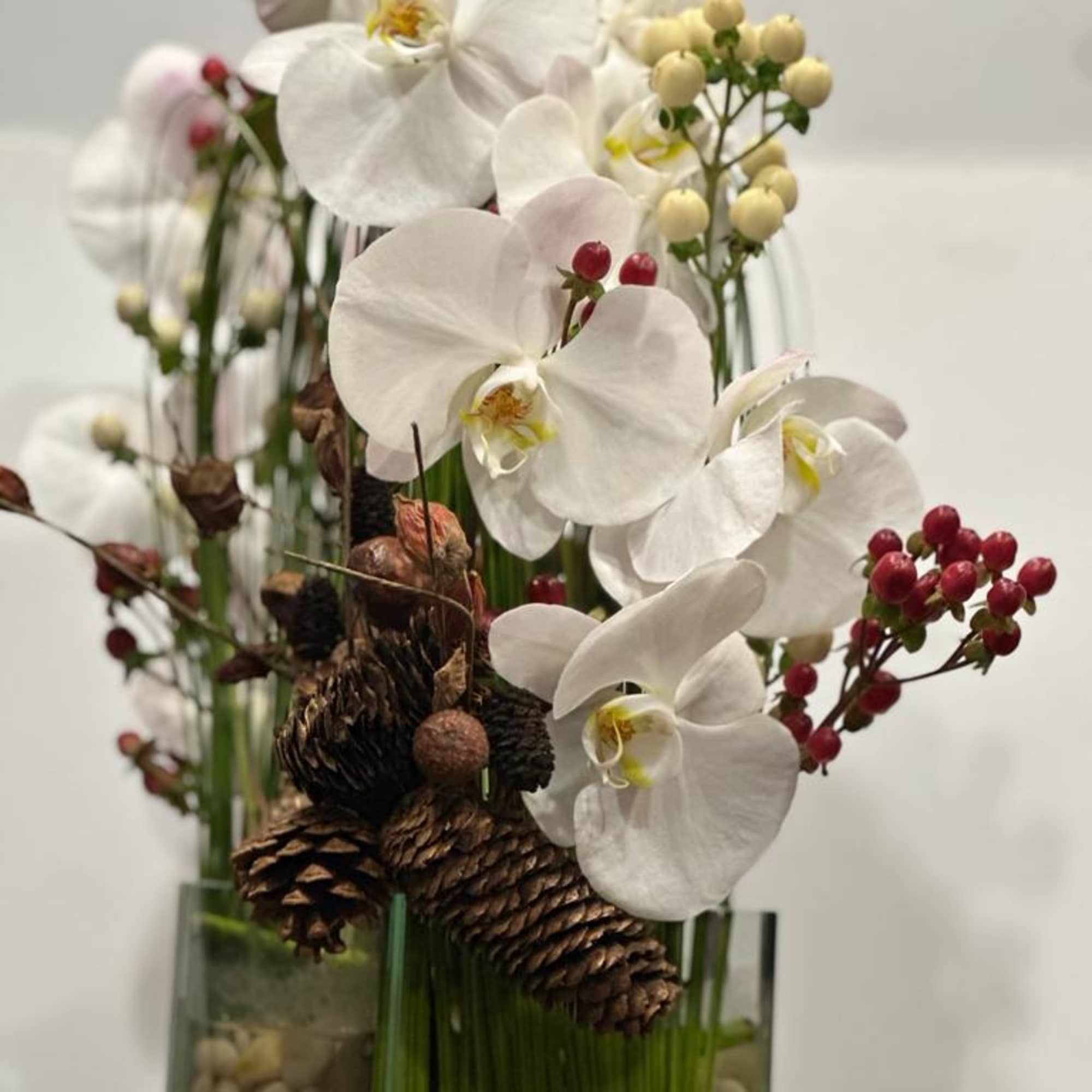 Festive holiday arrangement with long draping White phalaenopsis orchid embraced by Australian