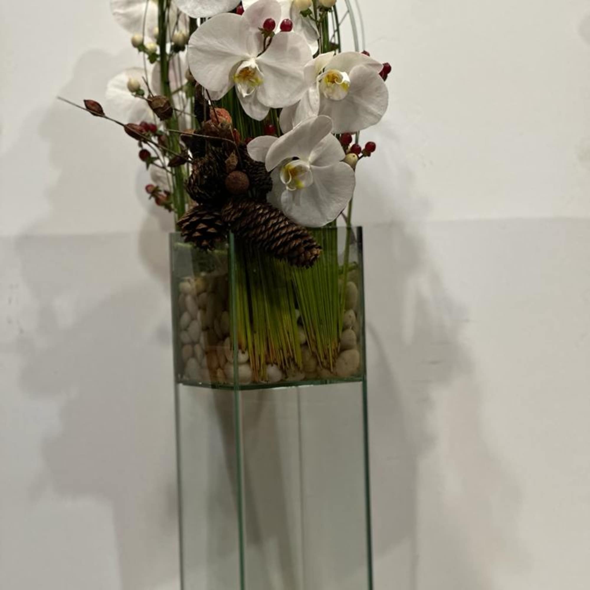 Festive holiday arrangement with long draping White phalaenopsis orchid embraced by Australian