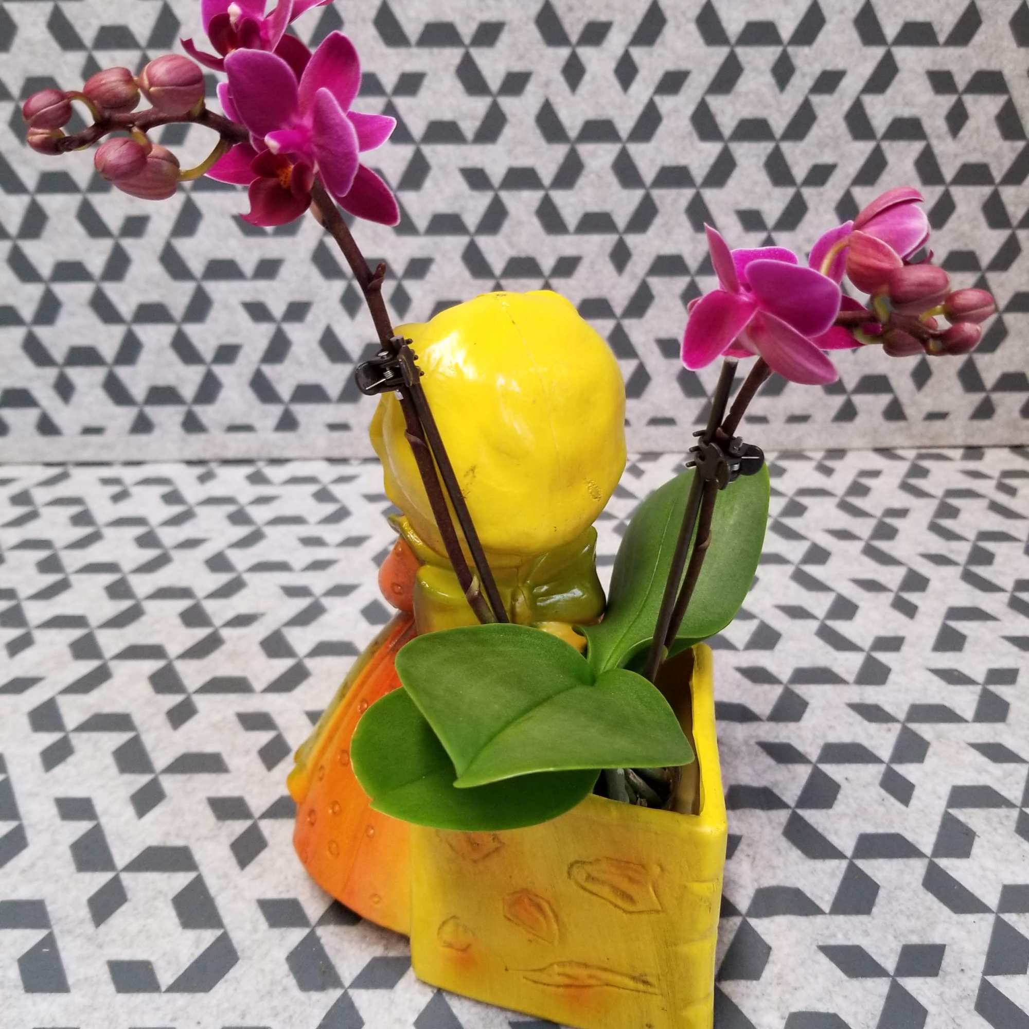 A Magical Mini Orchid Garden in a Collectible Figurine Planter

Step into a