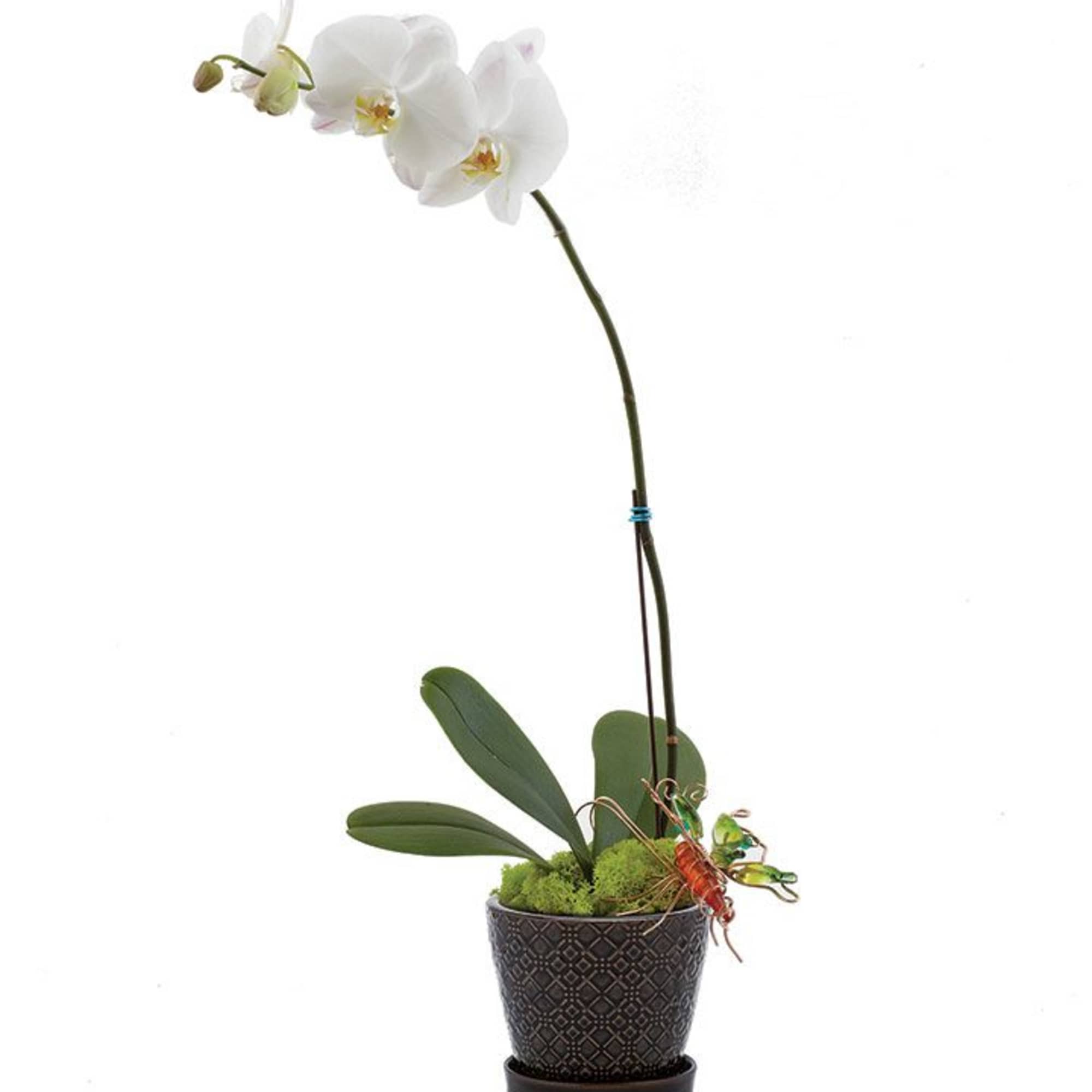 Orchid plants are a stylish alternative to fresh cut arrangements. They are