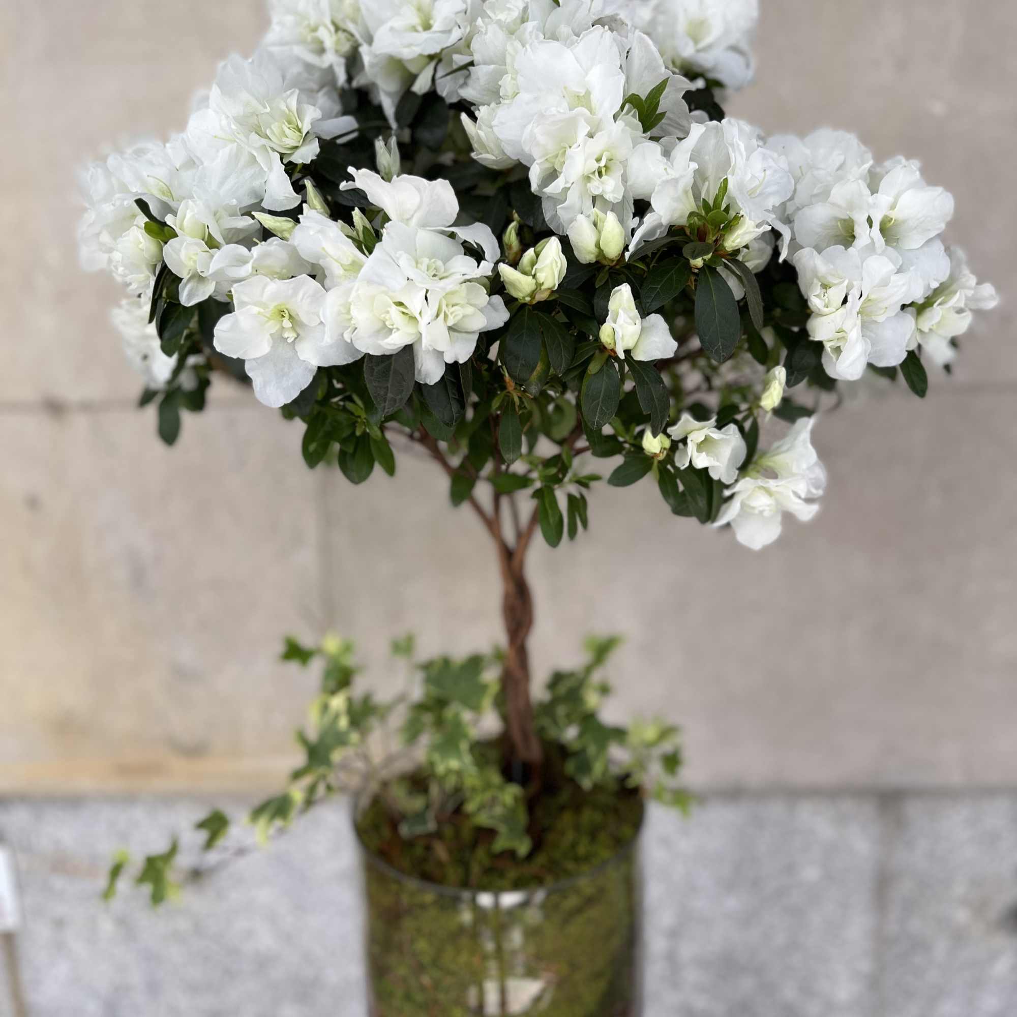 Features a nice braided azalea tree plant in a medium to tall