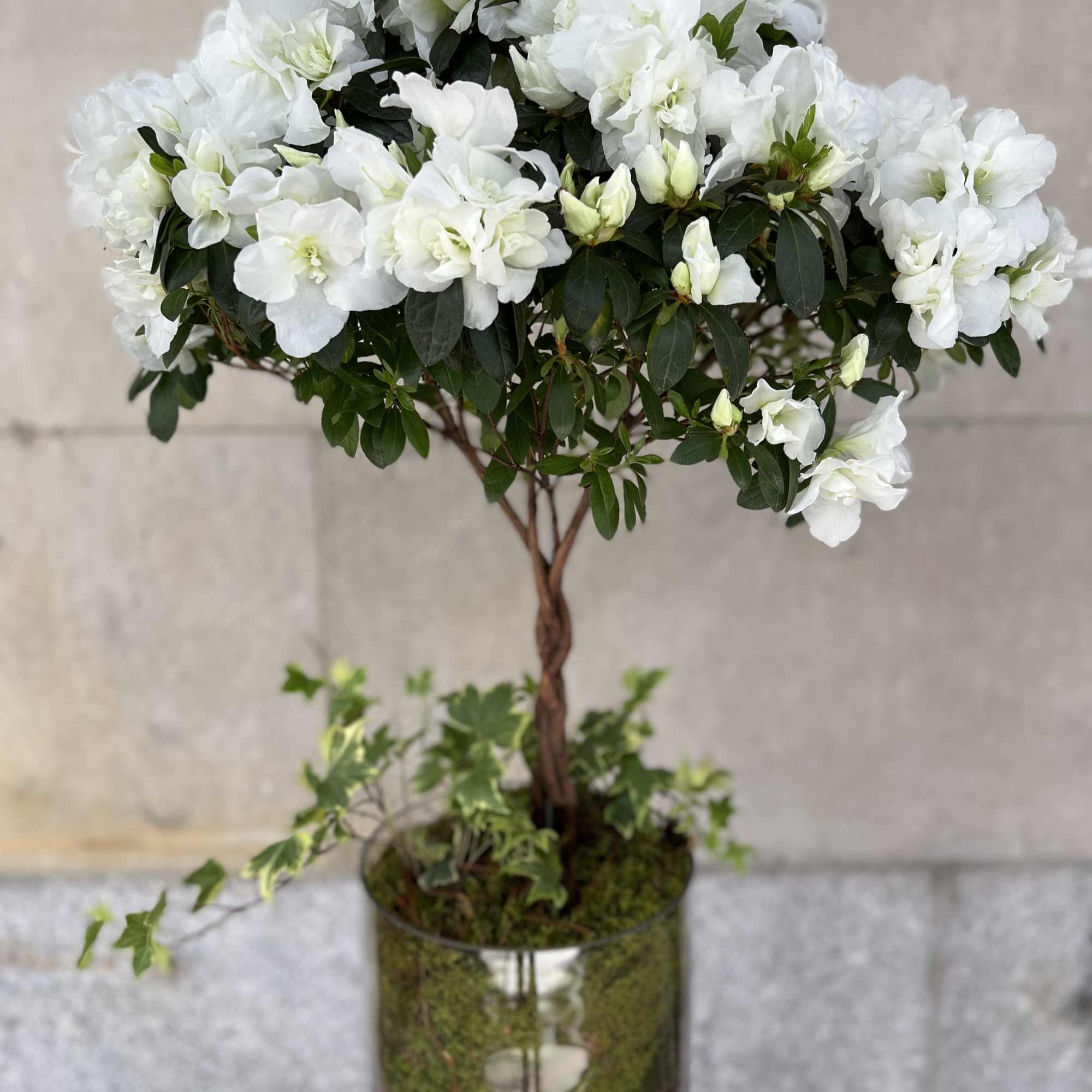 Features a nice braided azalea tree plant in a medium to tall