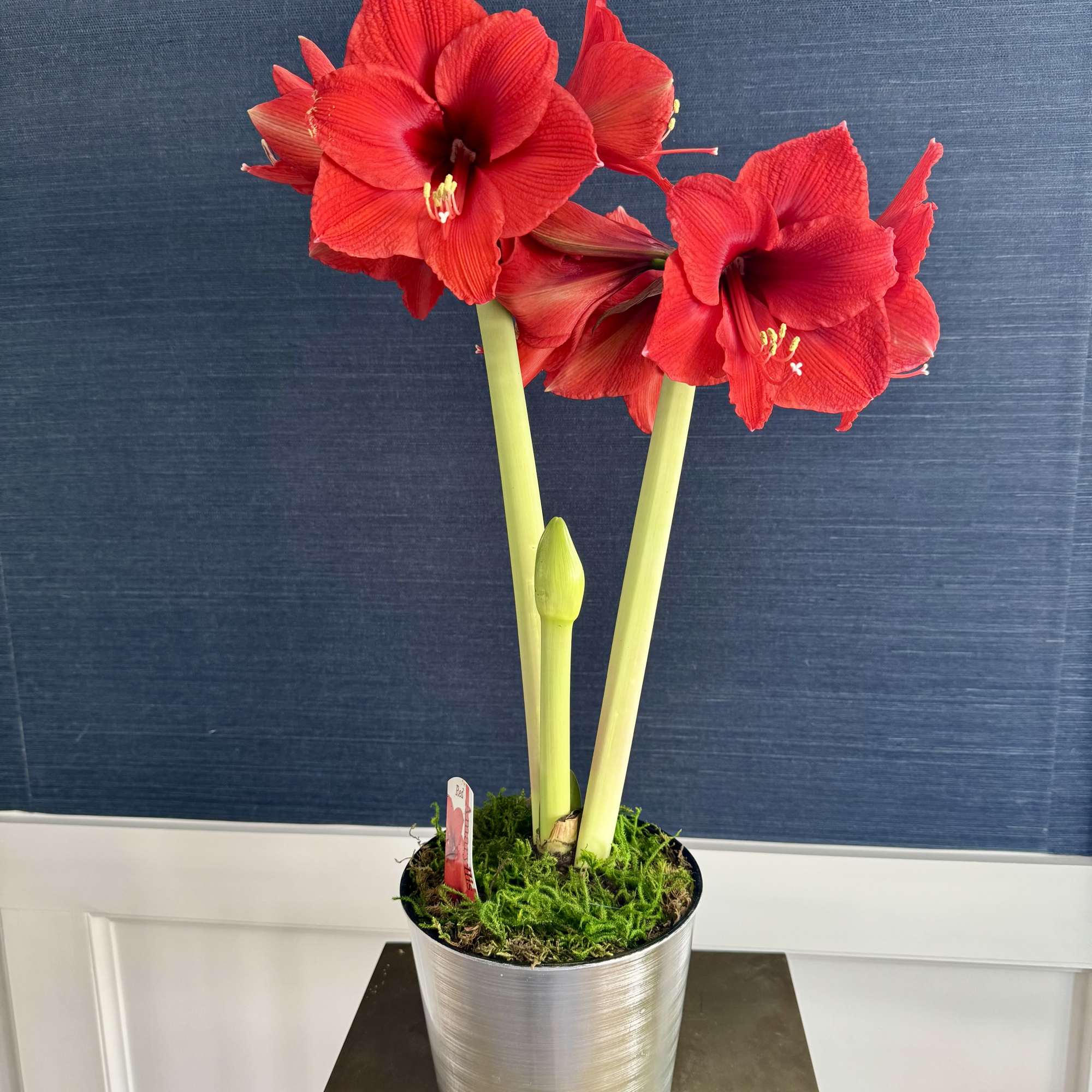 7&rdquo; container red amaryllis. Plant will come with closed blooms.