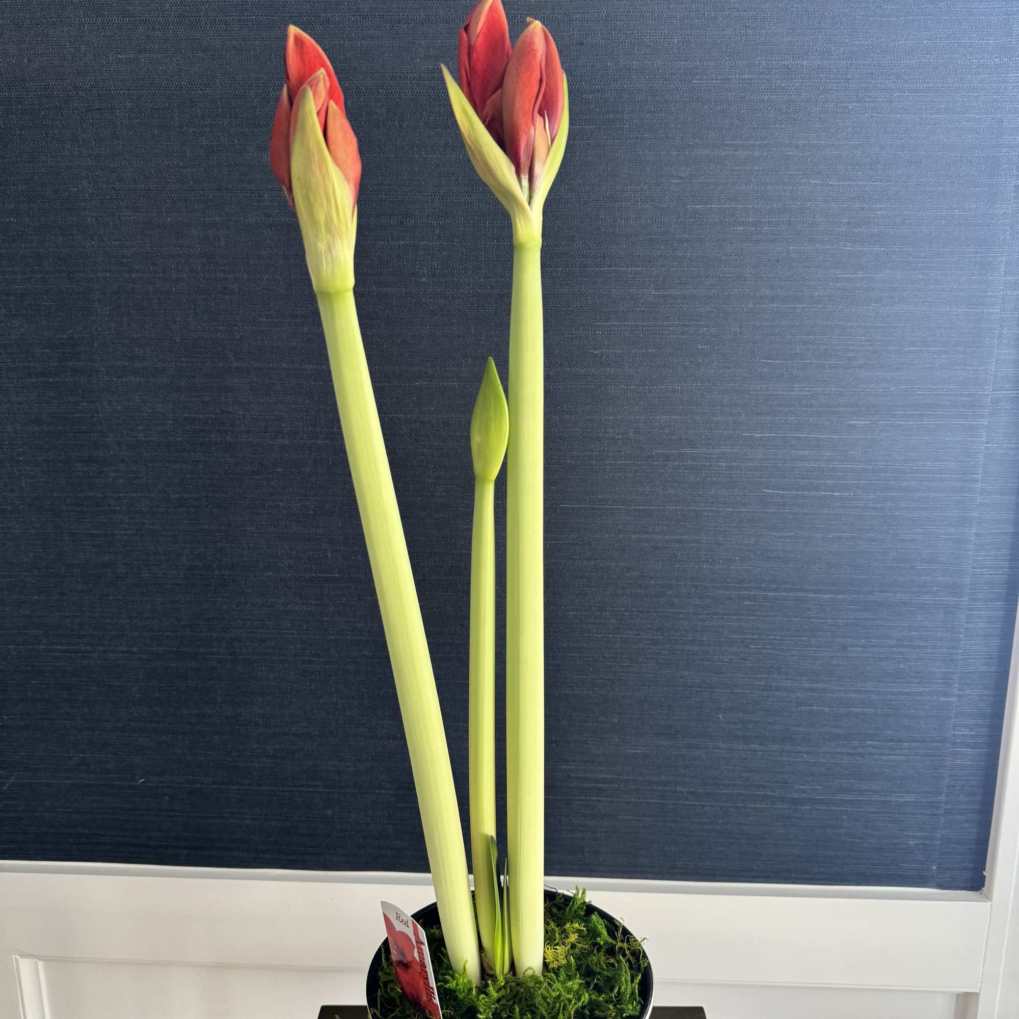 7&rdquo; container red amaryllis. Plant will come with closed blooms.