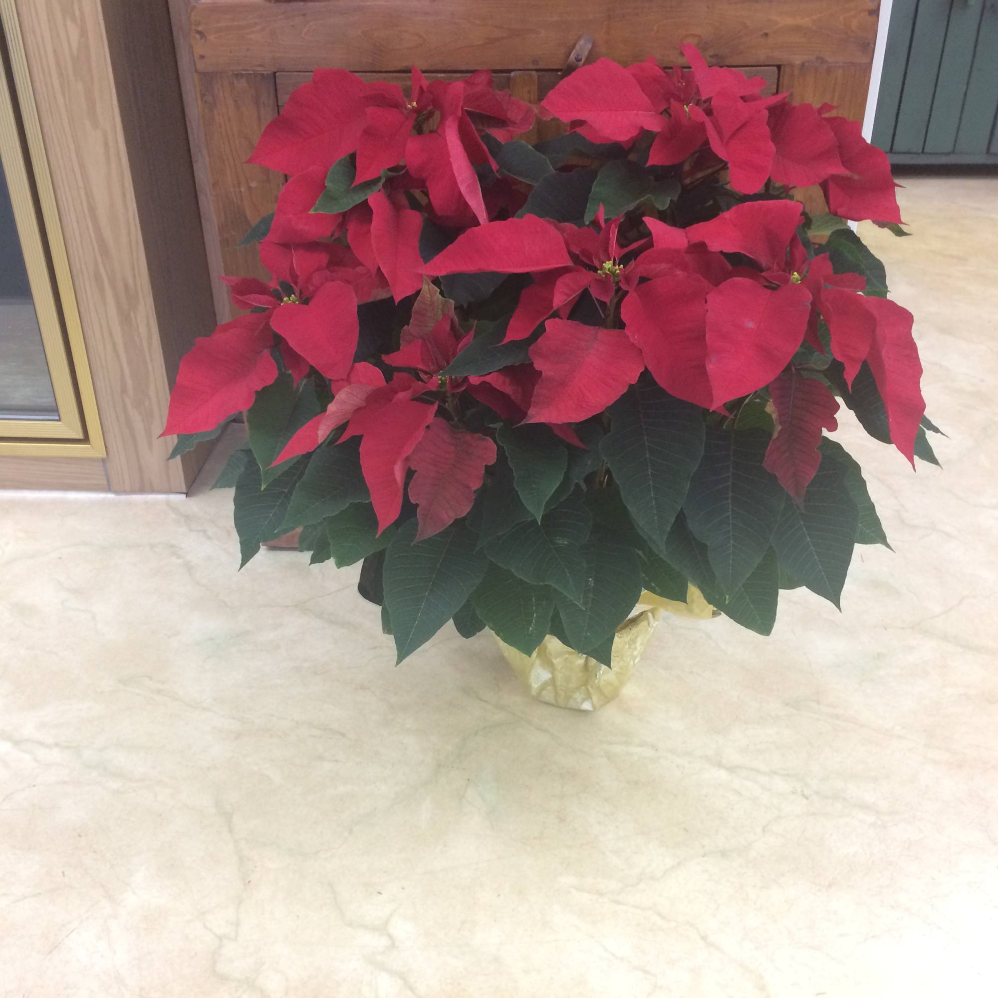 Gorgeous red poinsettia plant. This festive plant will brighten up someone&#039;s Christmas.