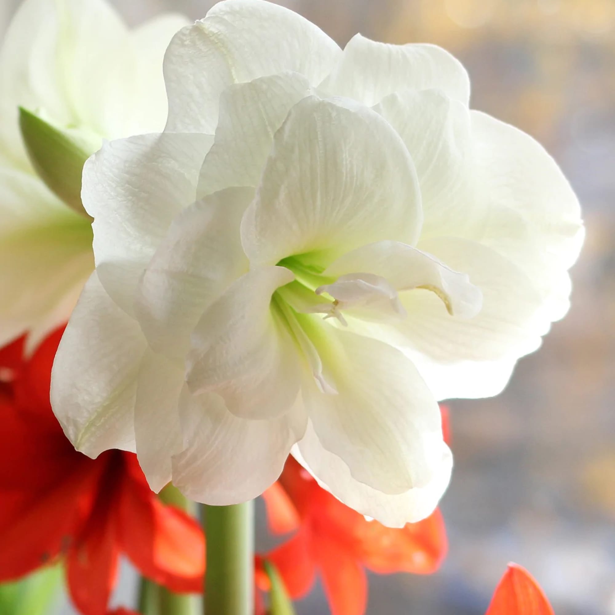 8&quot; Flowers
Jumbo Bulbs Produce more Blooms 