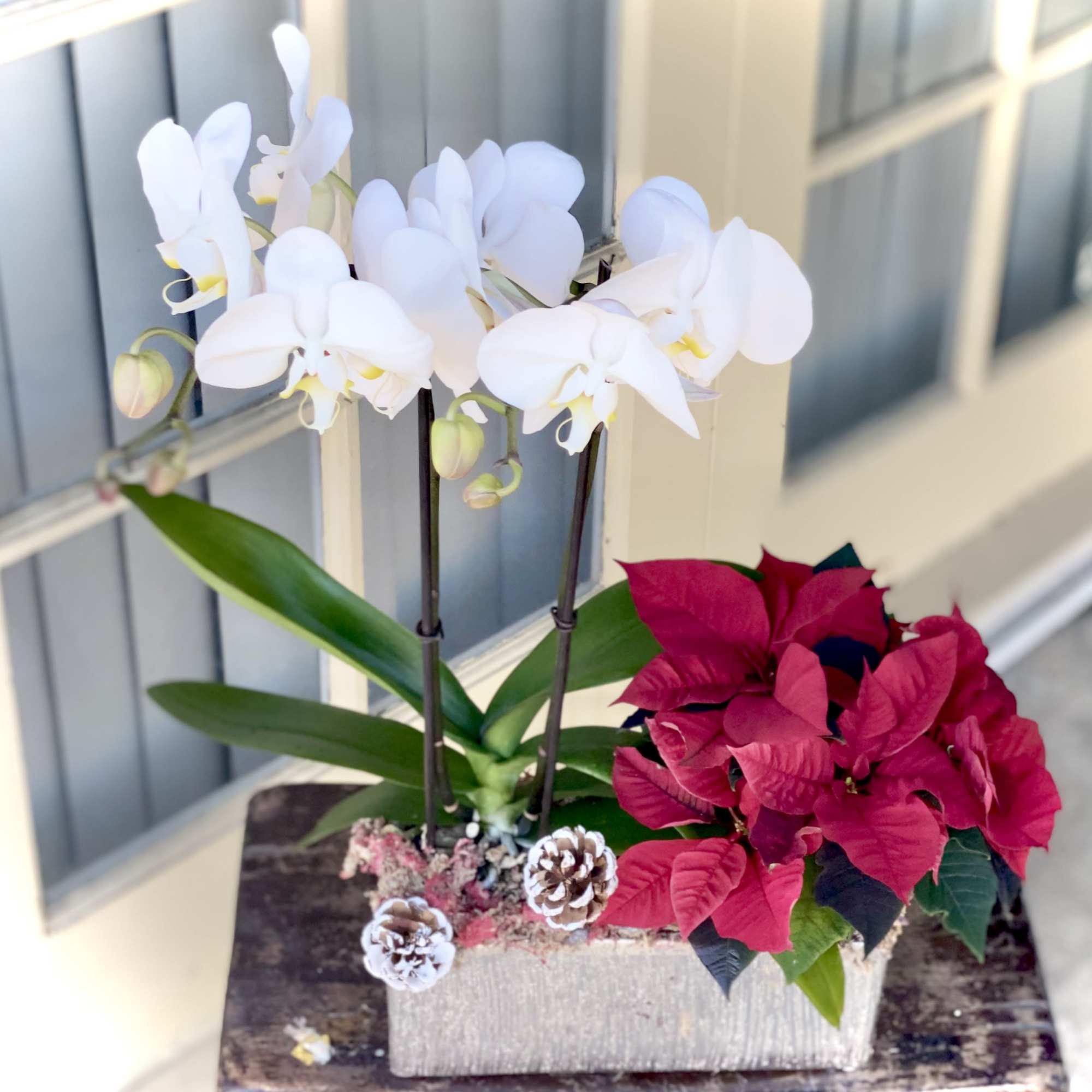 Our double phalaenopsis orchid garden and red poinsettia makes the loveliest classy