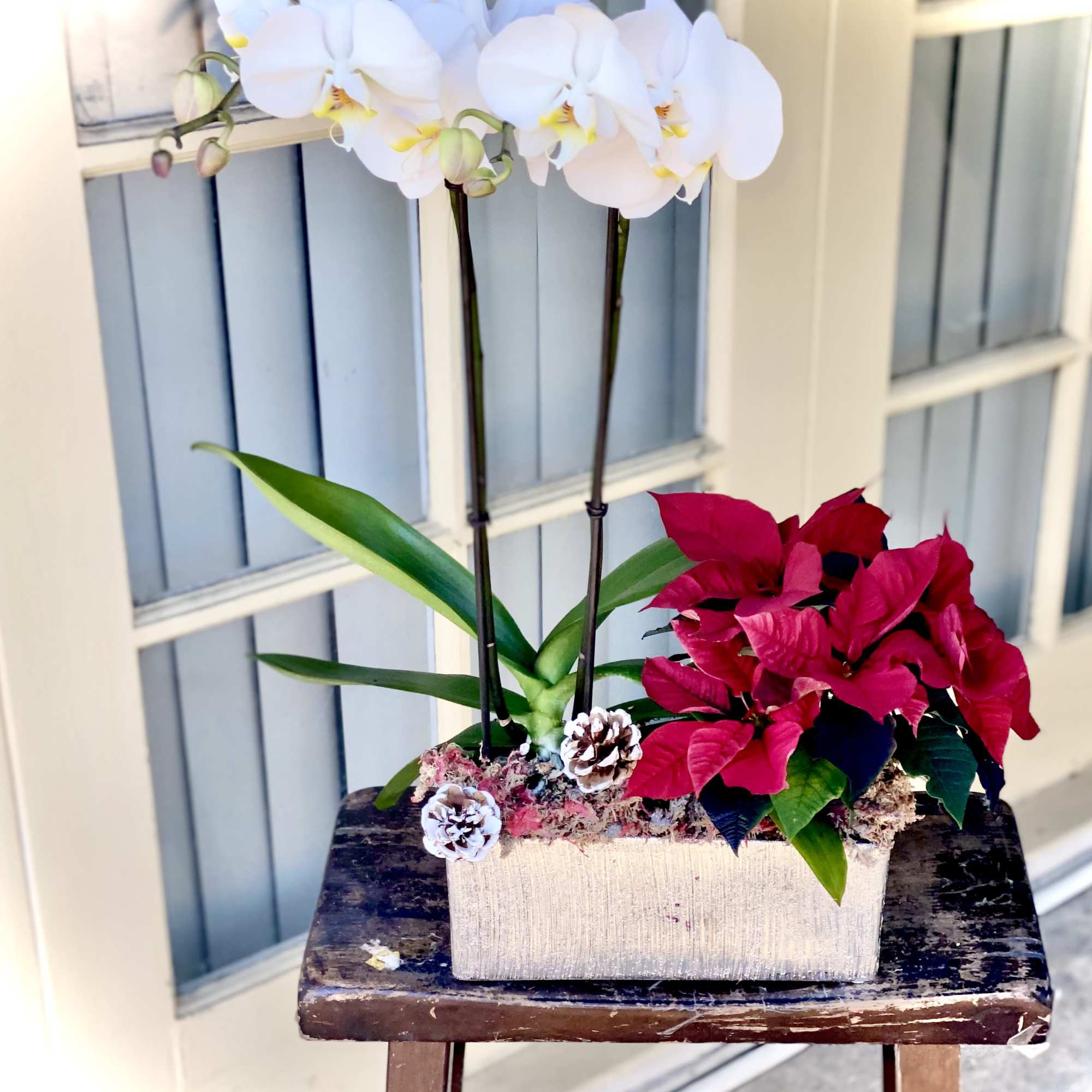 Our double phalaenopsis orchid garden and red poinsettia makes the loveliest classy