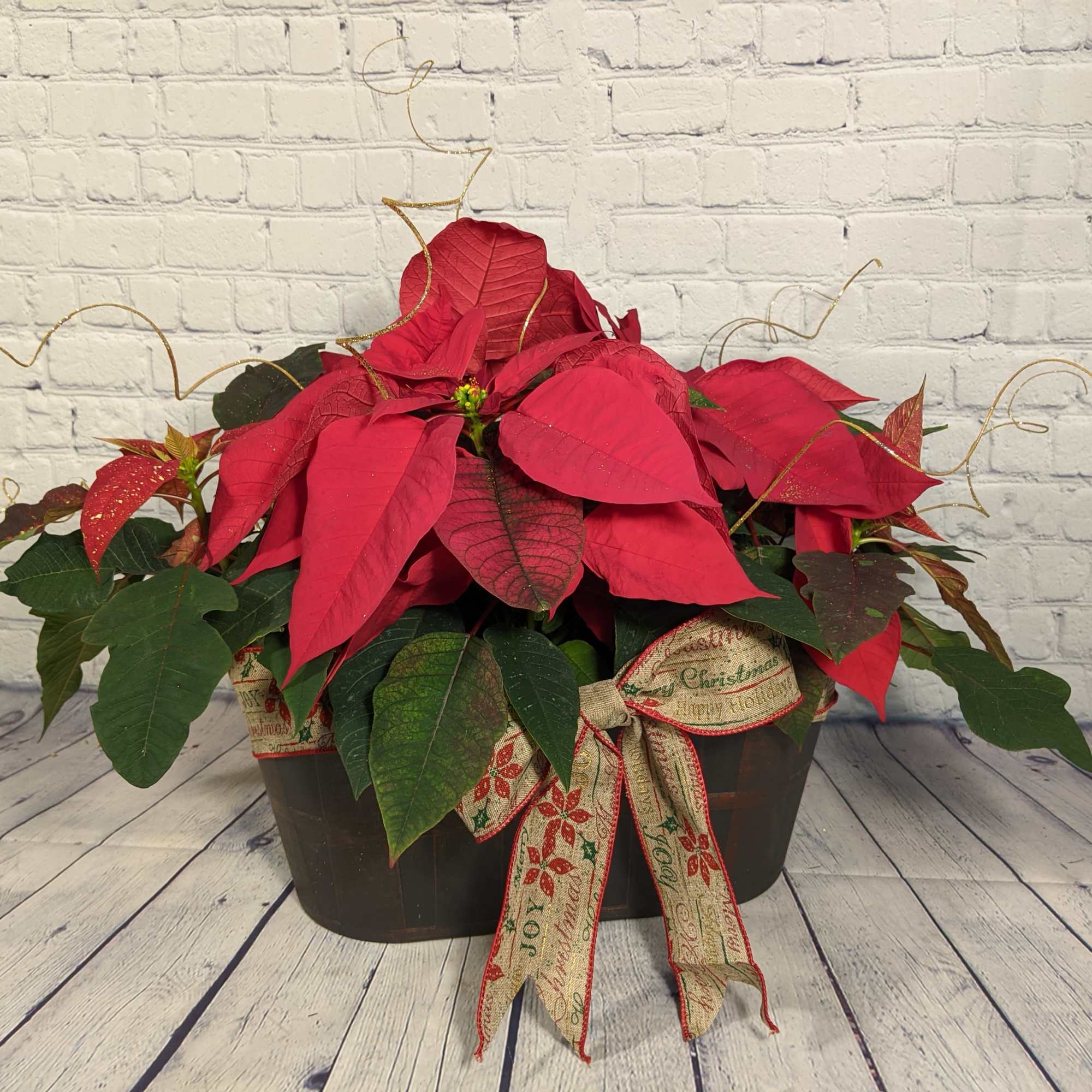 This traditional red holiday poinsettia is ready for the season &amp; ready