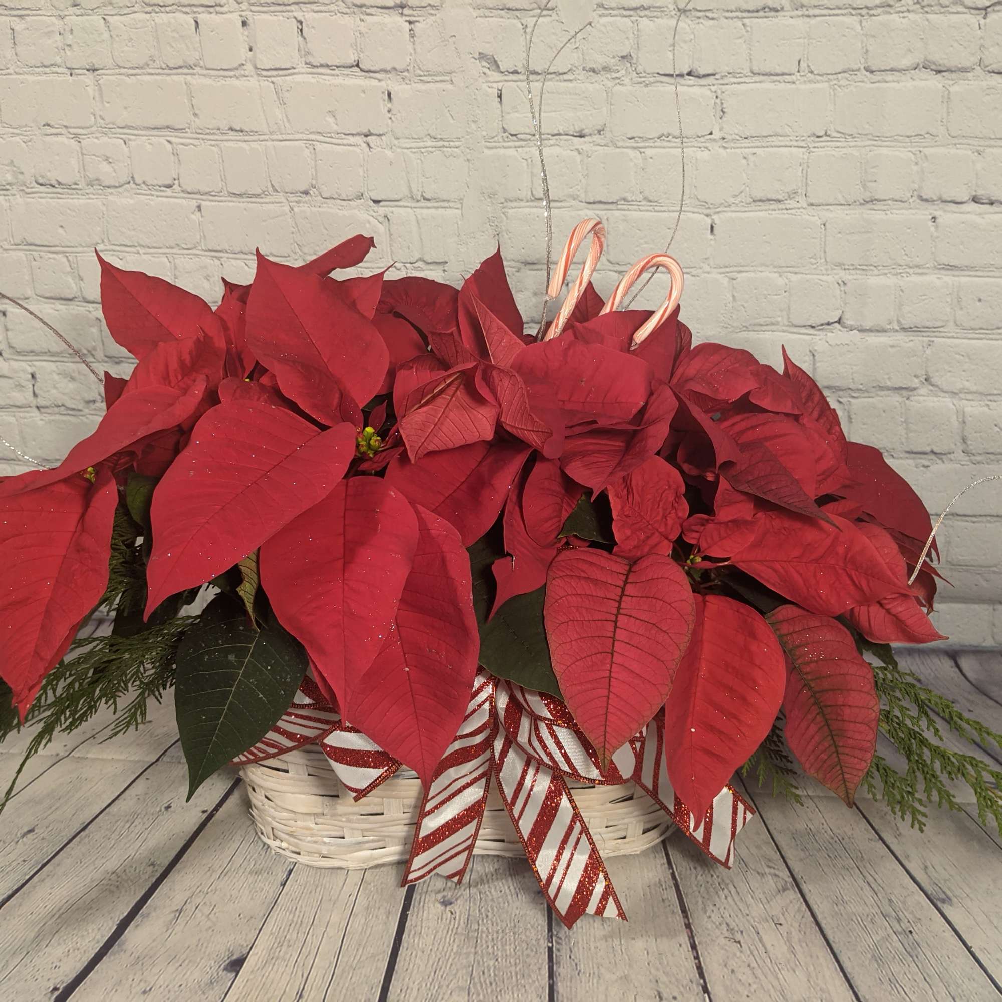 This special poinsettia basket incorporates two 6.5&quot; white poinsettias and a decorative