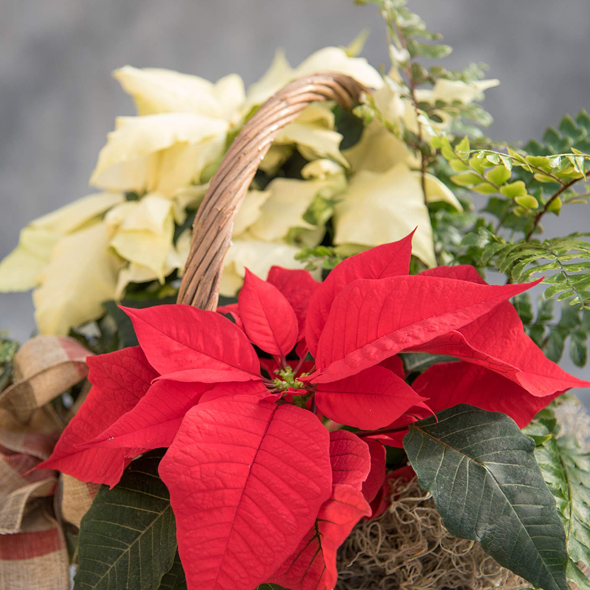 An amazing assortment of our locally grown poinsettias, green and seasonal blooming
