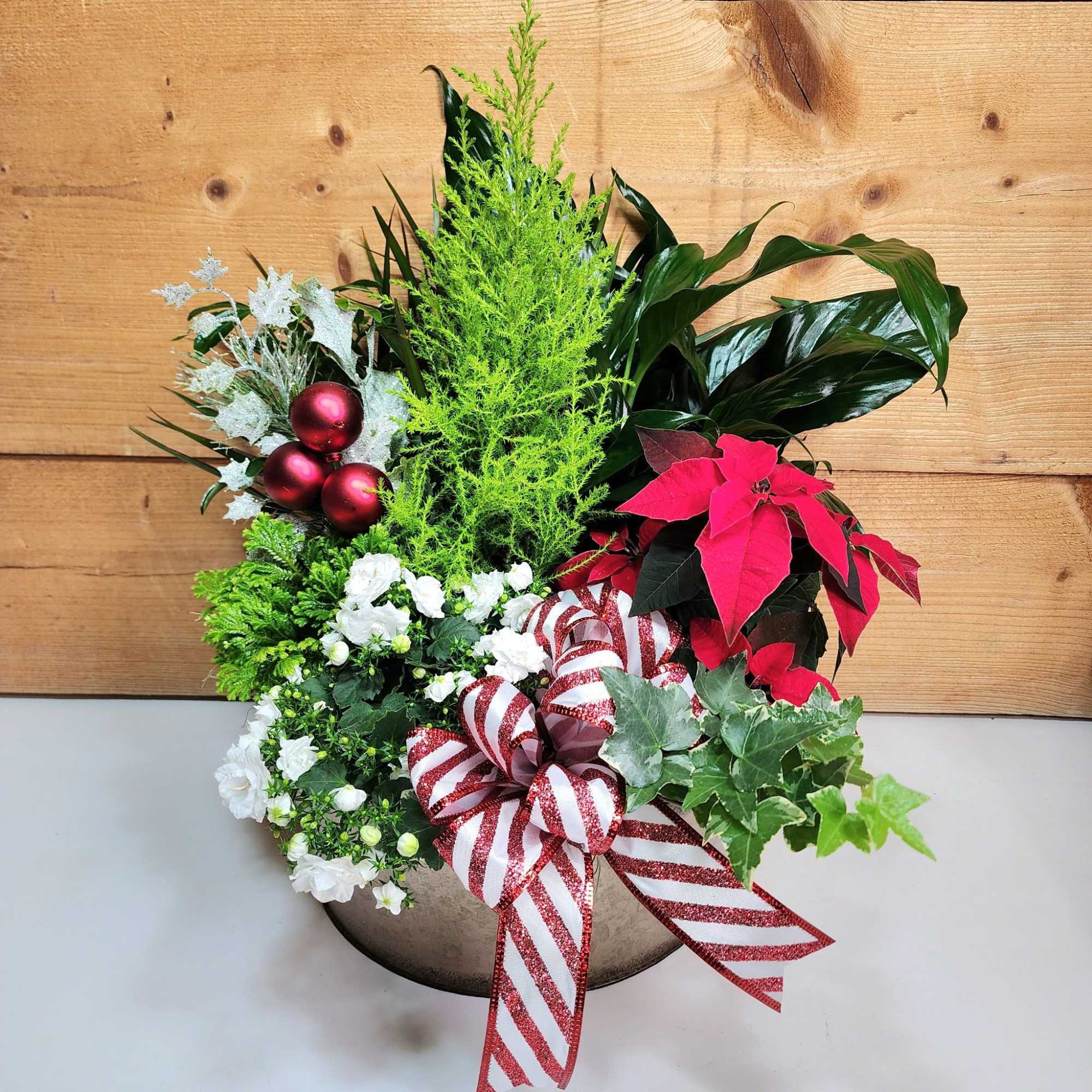 Our Festive Foliage Dish Garden is a masterpiece in holiday cheer! Featuring