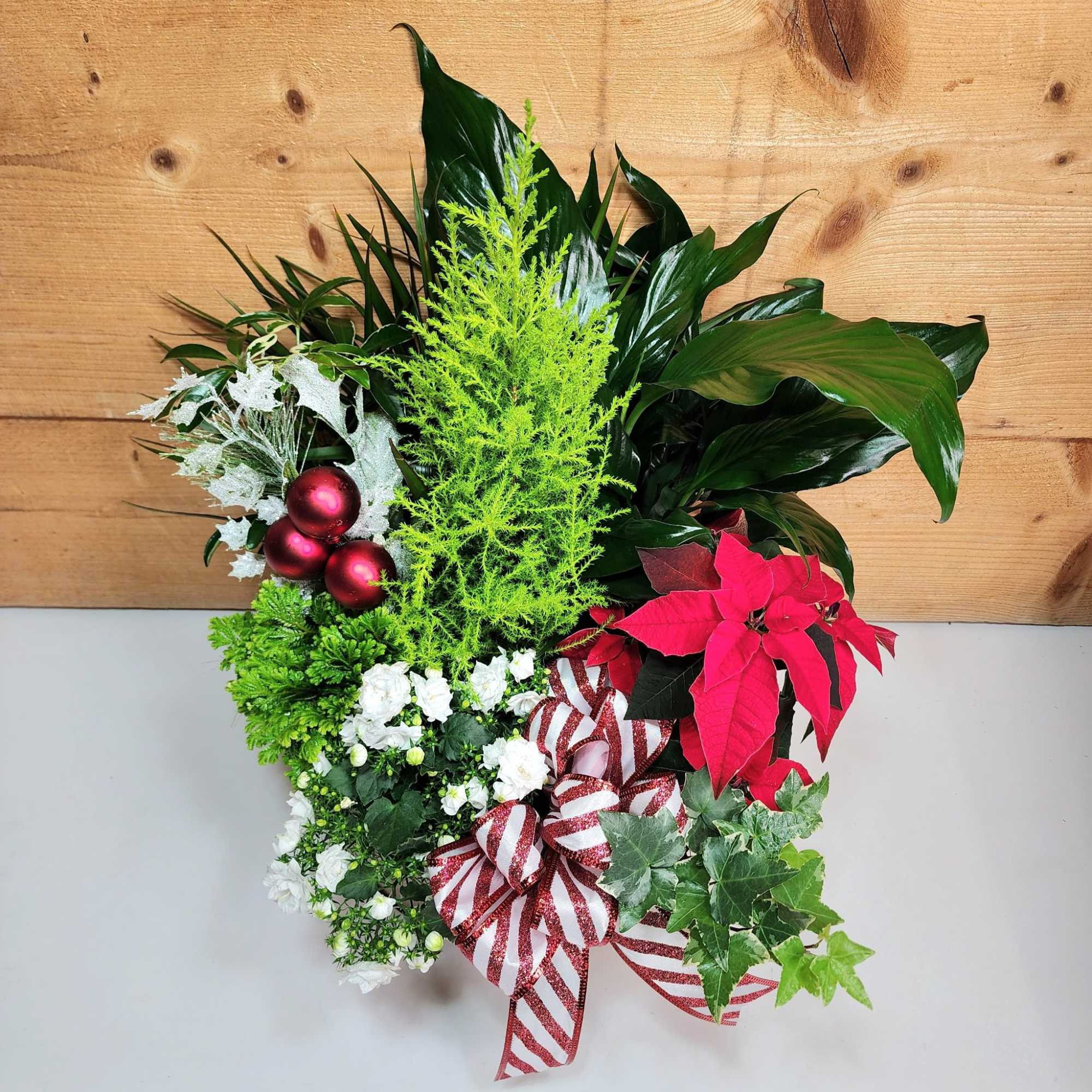 Our Festive Foliage Dish Garden is a masterpiece in holiday cheer! Featuring
