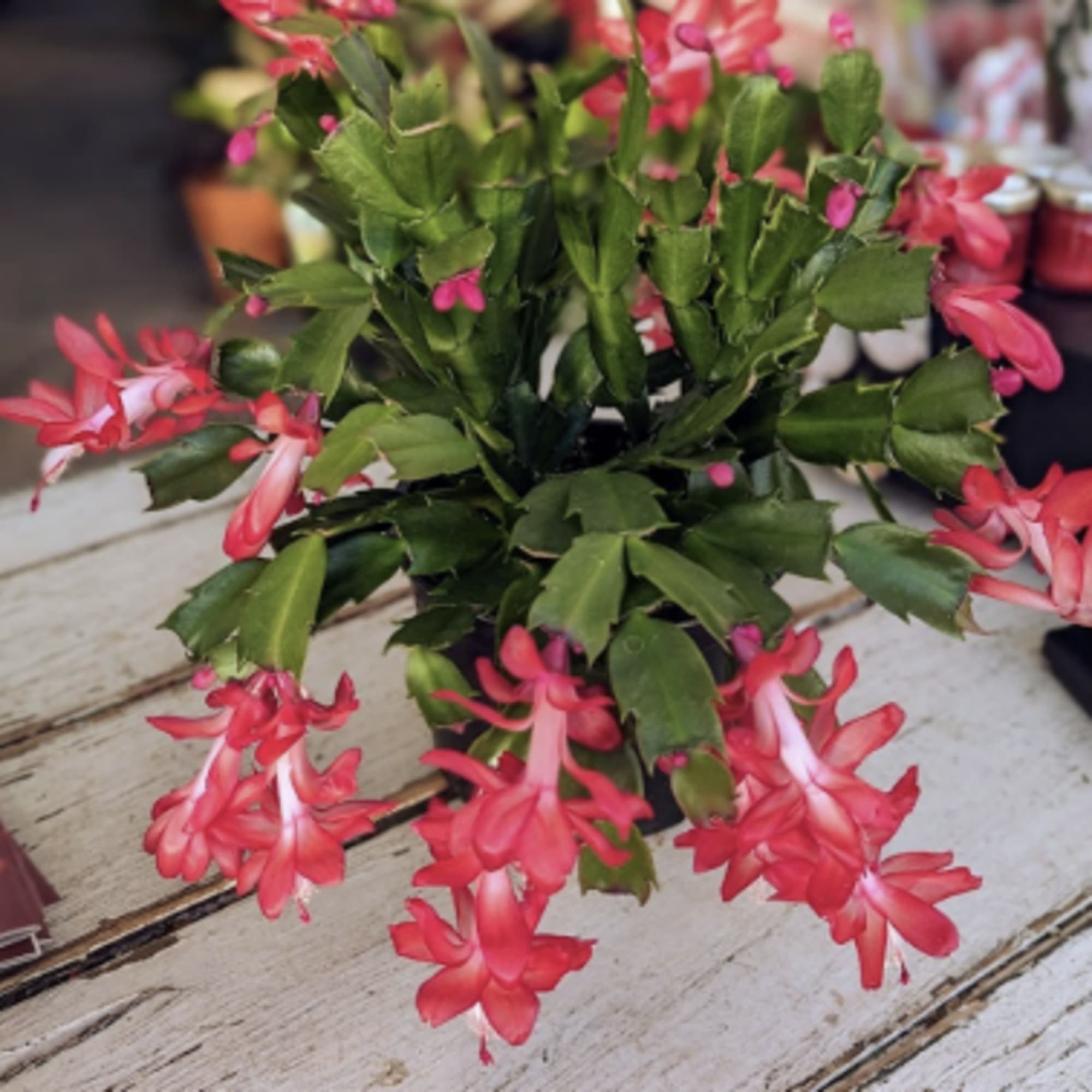 A Christmas cactus is a popular, tropical houseplant that blooms with colorful