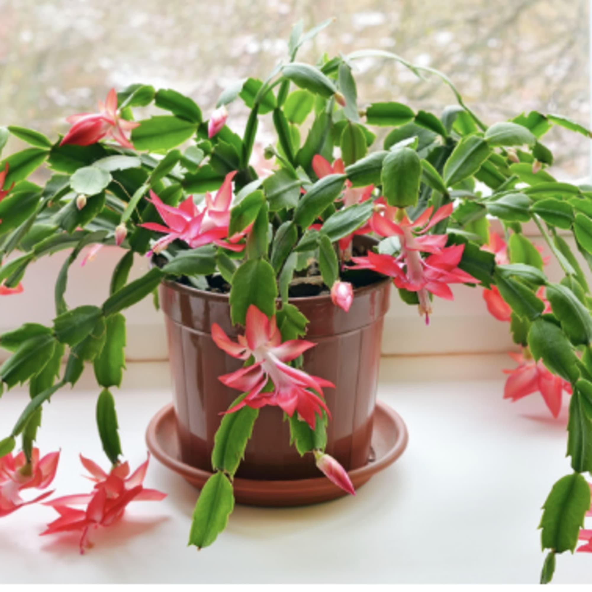 A Christmas cactus is a popular, tropical houseplant that blooms with colorful