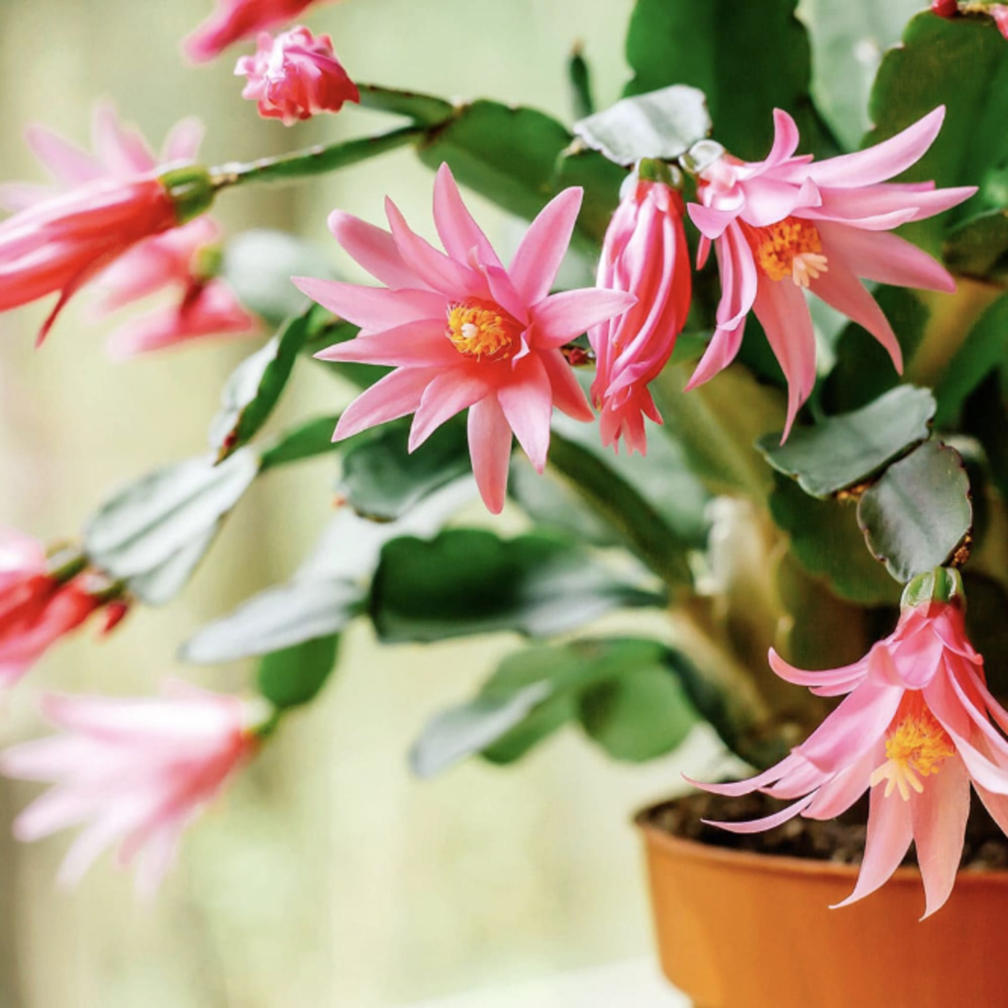 A Christmas cactus is a popular, tropical houseplant that blooms with colorful