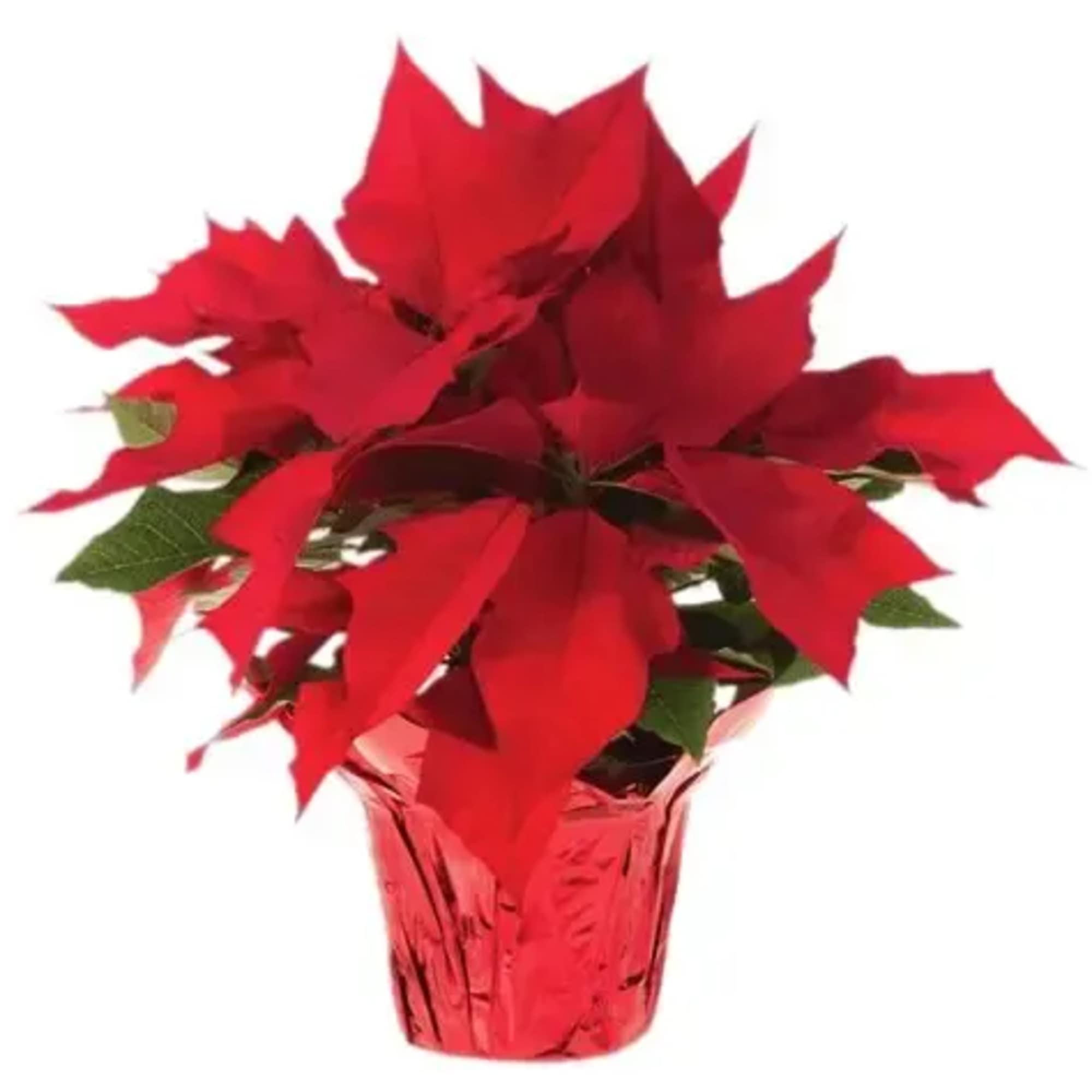 Send the gift of traditional holidays! Poinsettias are a wonderful way to
