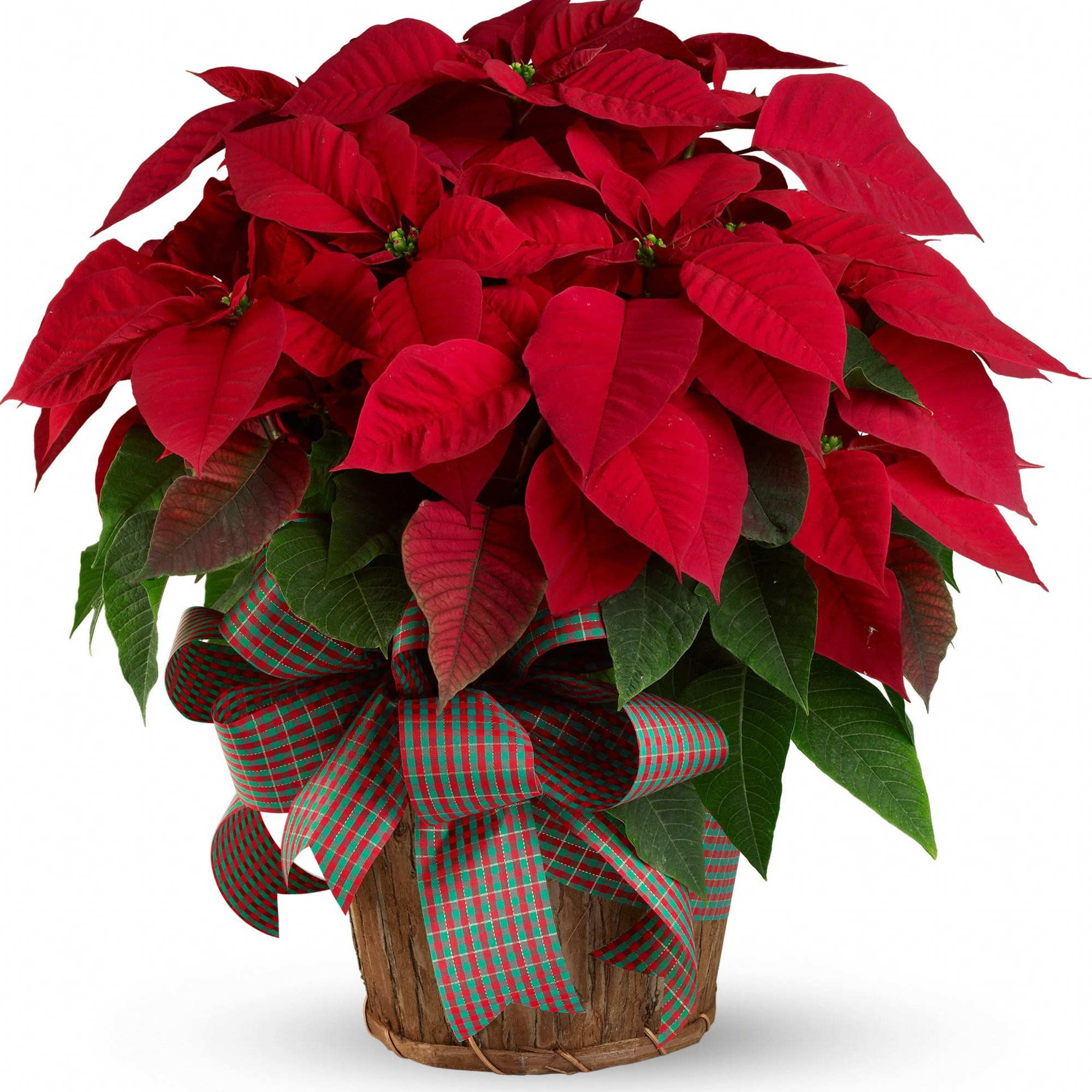 Send the gift of traditional holidays! Poinsettias are a wonderful way to