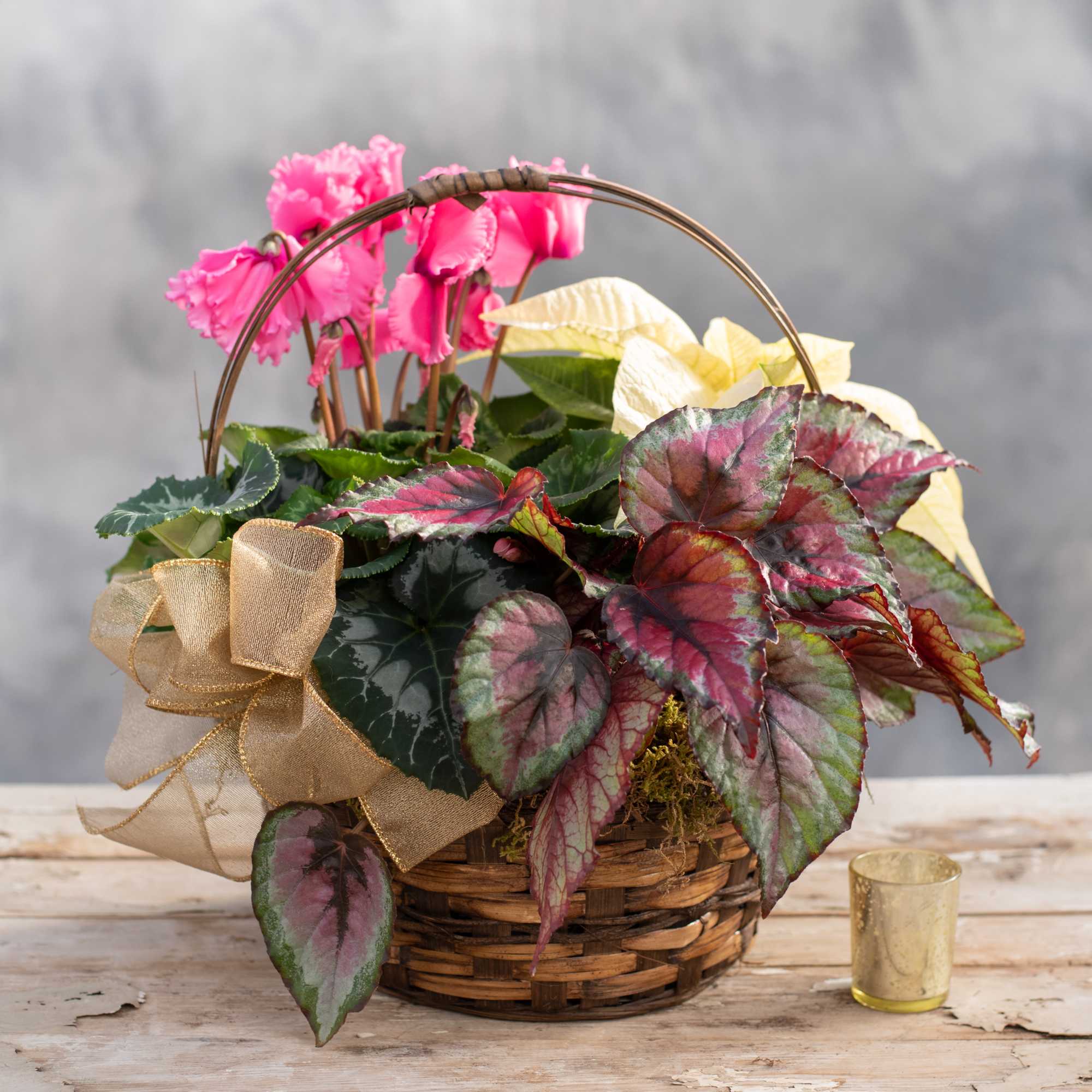 An amazing assortment of our beautiful cyclamen plants, poinsettias, green and seasonal