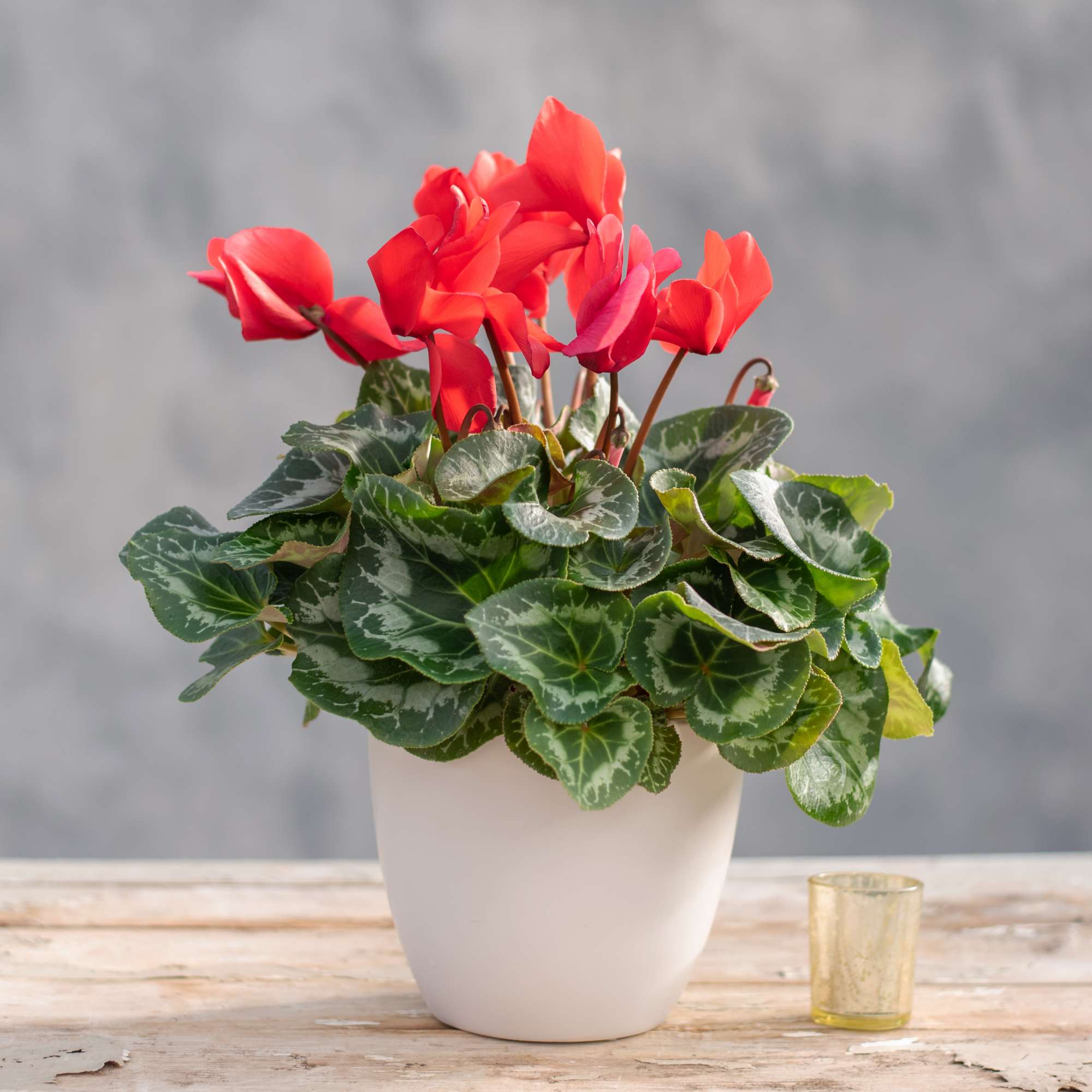 Blooming cyclamen in a ceramic pot from our greenhouse. Easy care houseplant.