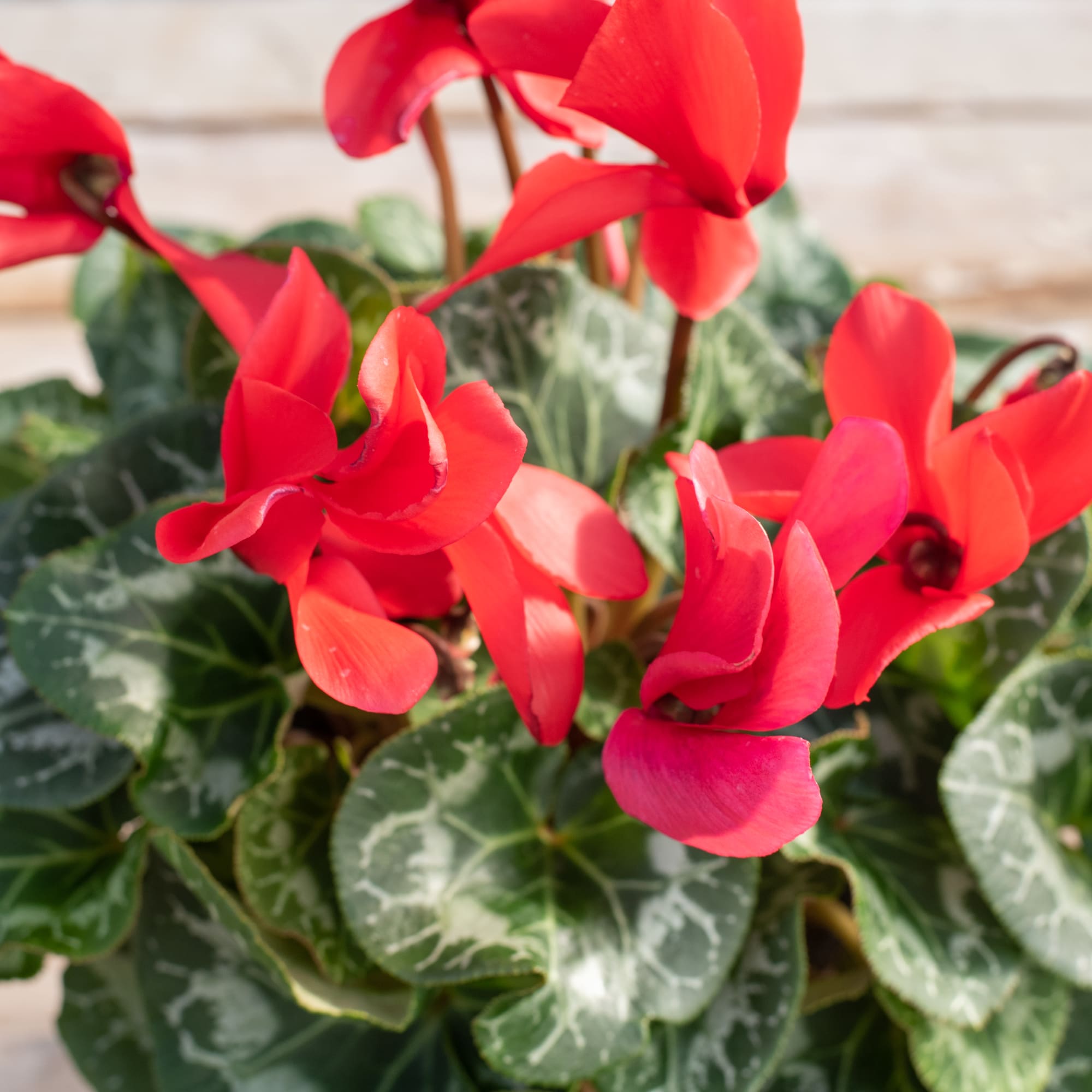 Blooming cyclamen in a ceramic pot from our greenhouse. Easy care houseplant.