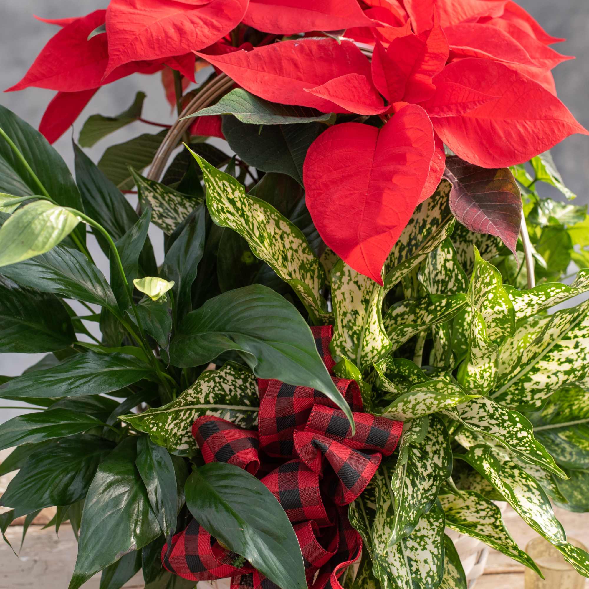 A grande version of an amazing assortment of our locally grown poinsettias