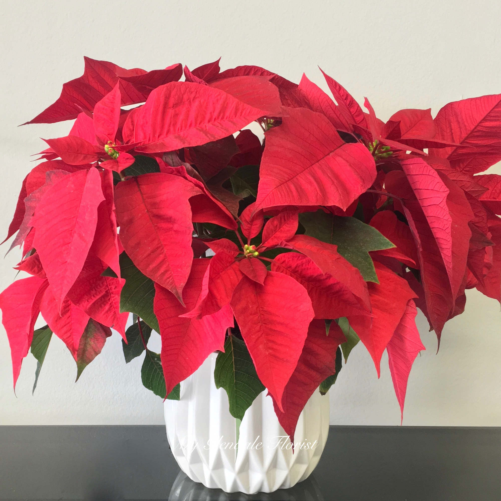 A beautiful poinsettia arranged in an one of a kind ceramic vase.