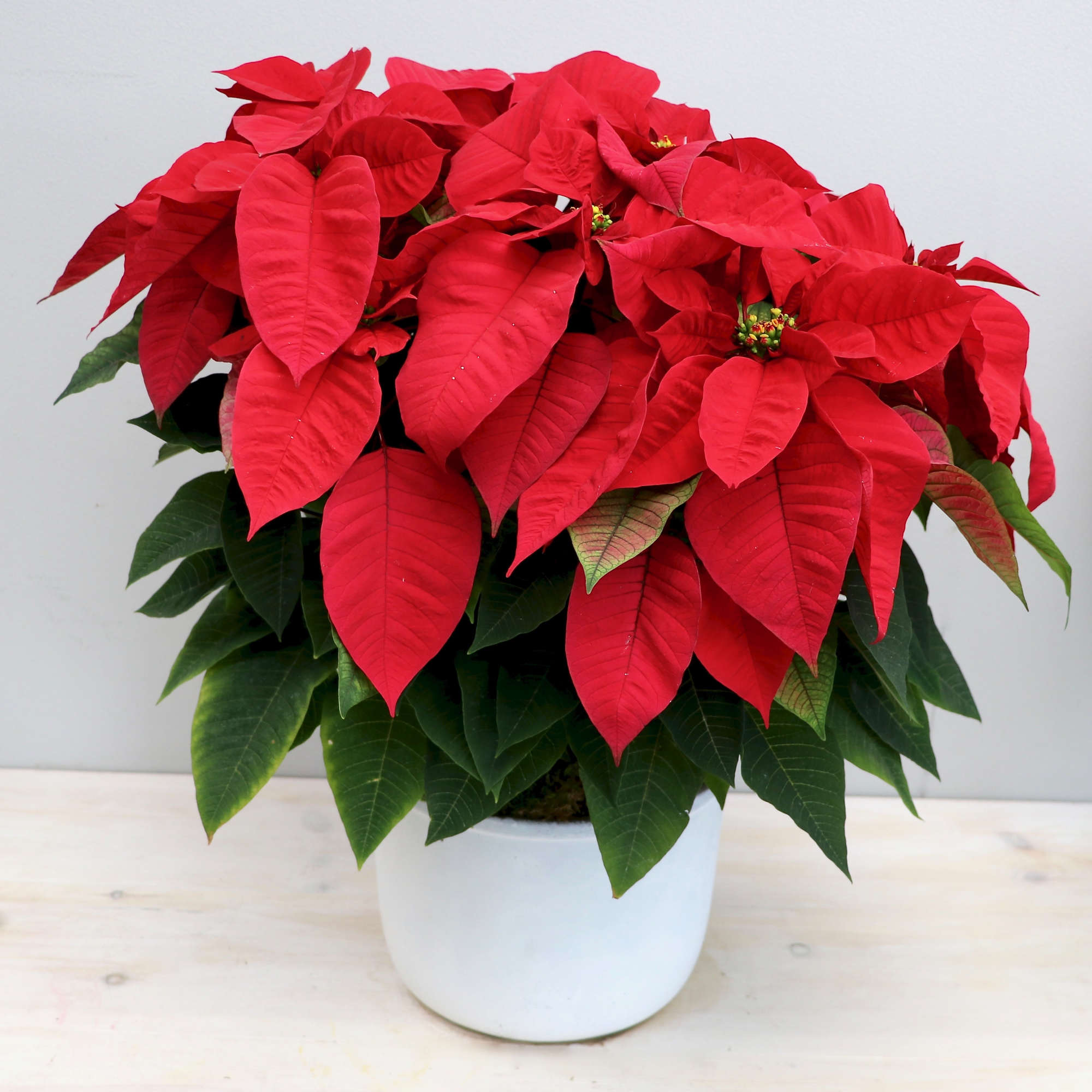 A beautiful poinsettia arranged in an one of a kind ceramic vase.