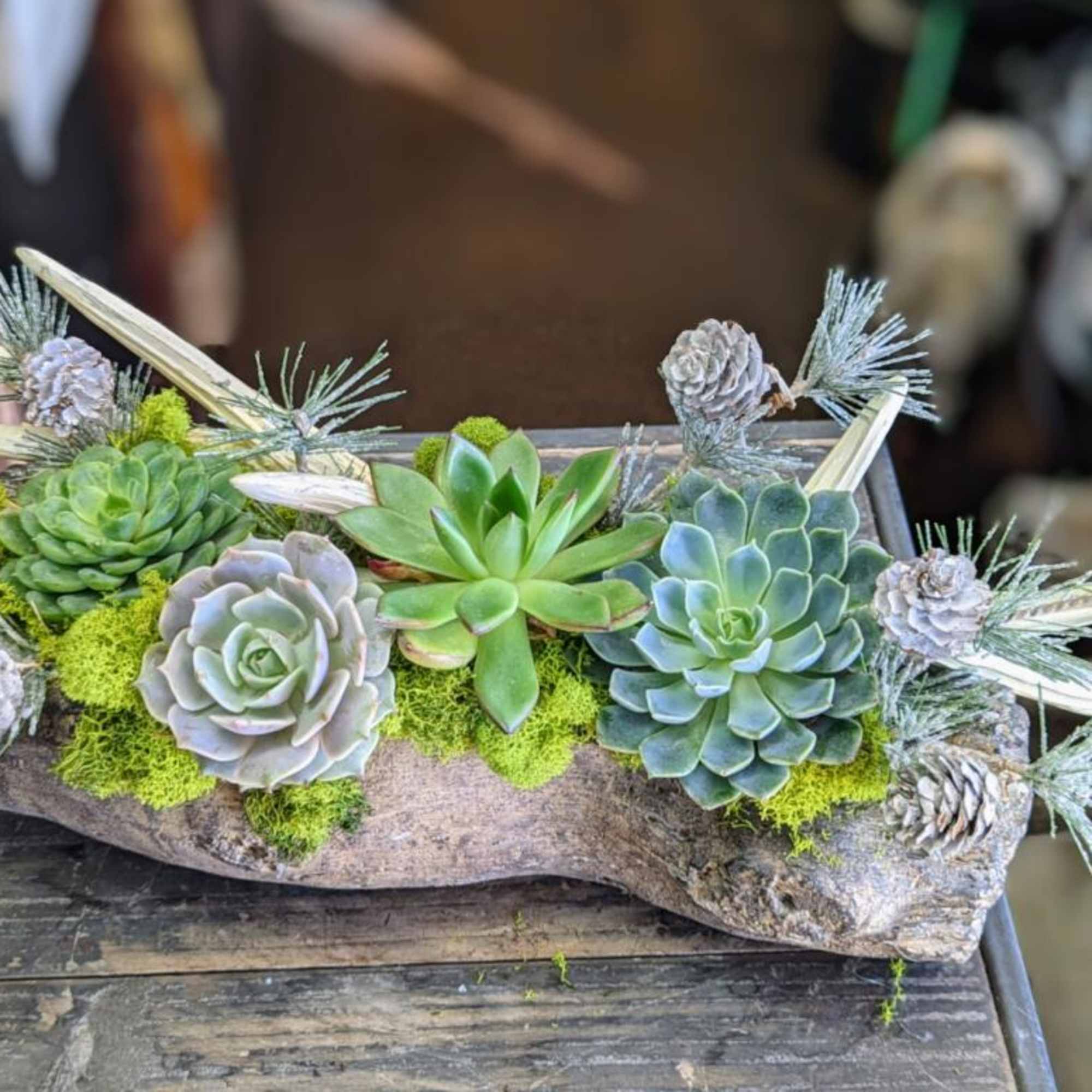 Bring a touch of woodland magic into your home with Cypress, a