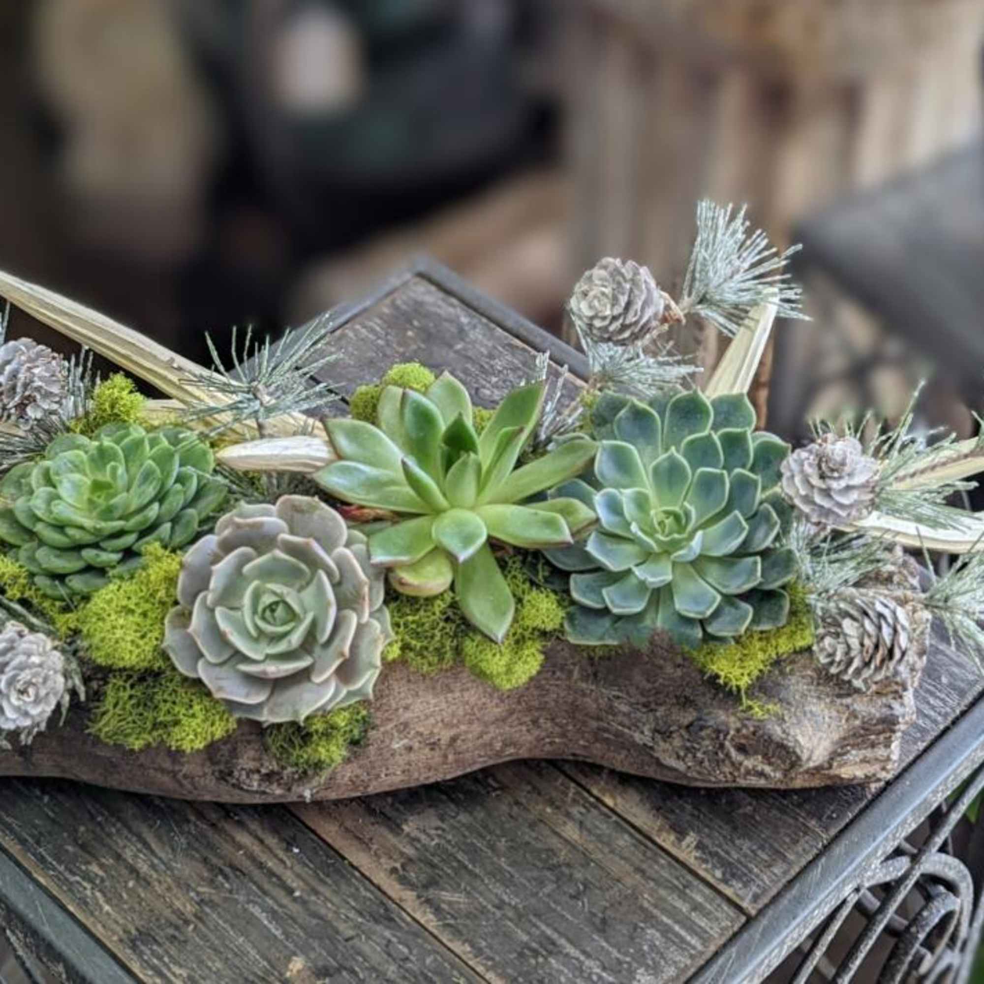 Bring a touch of woodland magic into your home with Cypress, a