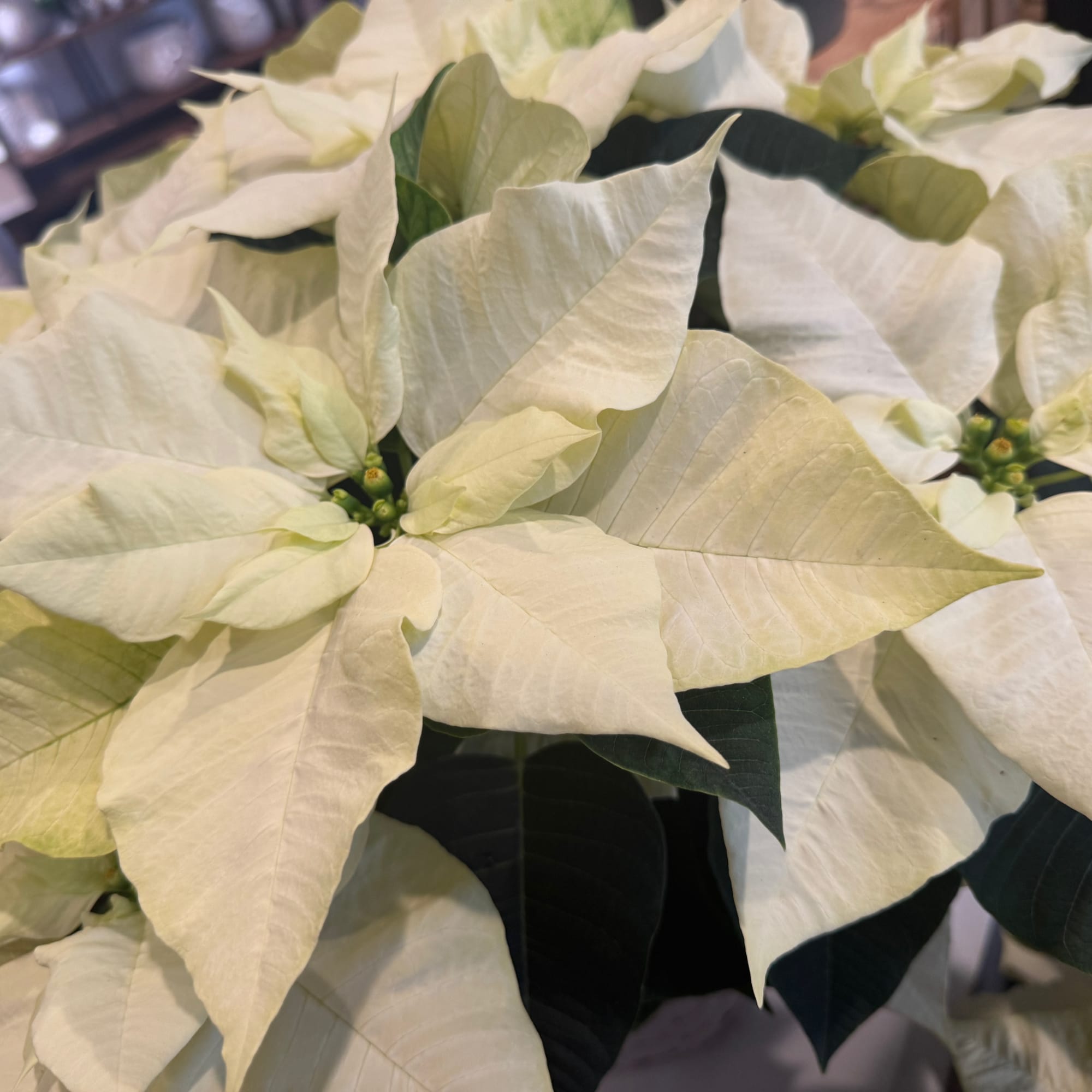 This year we are proud to carry a beautiful assortment of Gertens