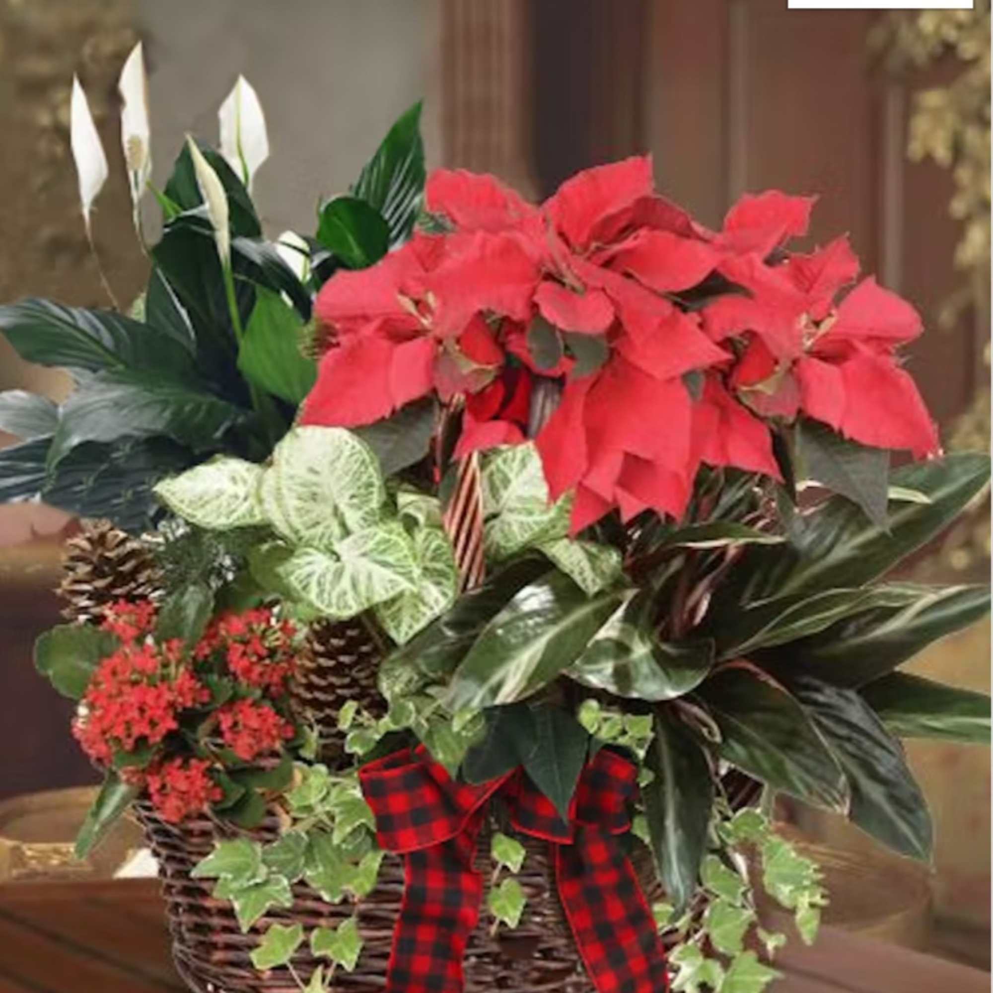 Holiday Wishes Dish Garden Style. A dish garden filled with the green