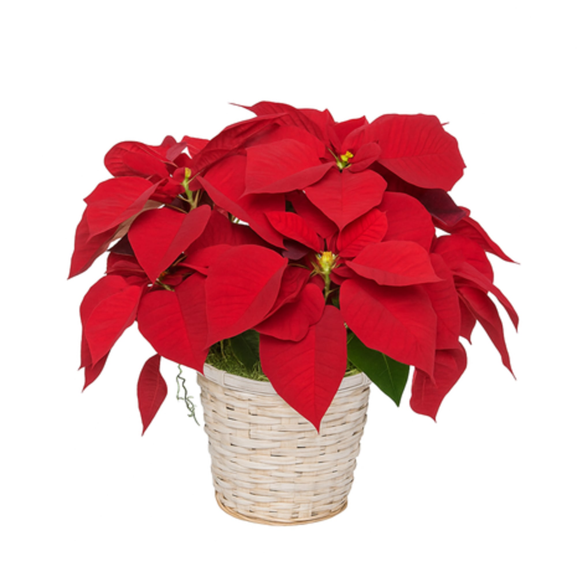 Red Poinsettia Plant 