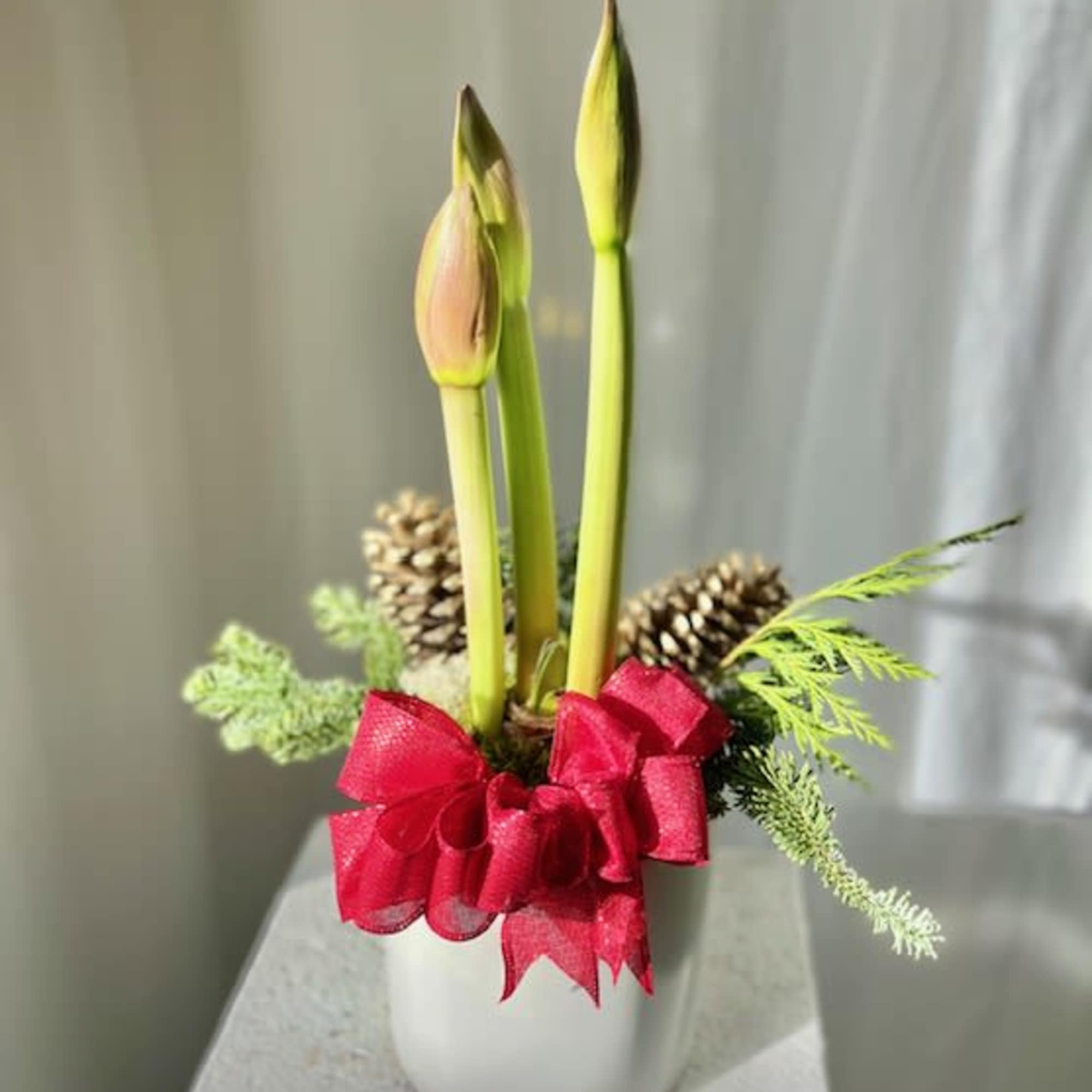 Bring the festivities to your home with our Elegant Amaryllis! Planted in