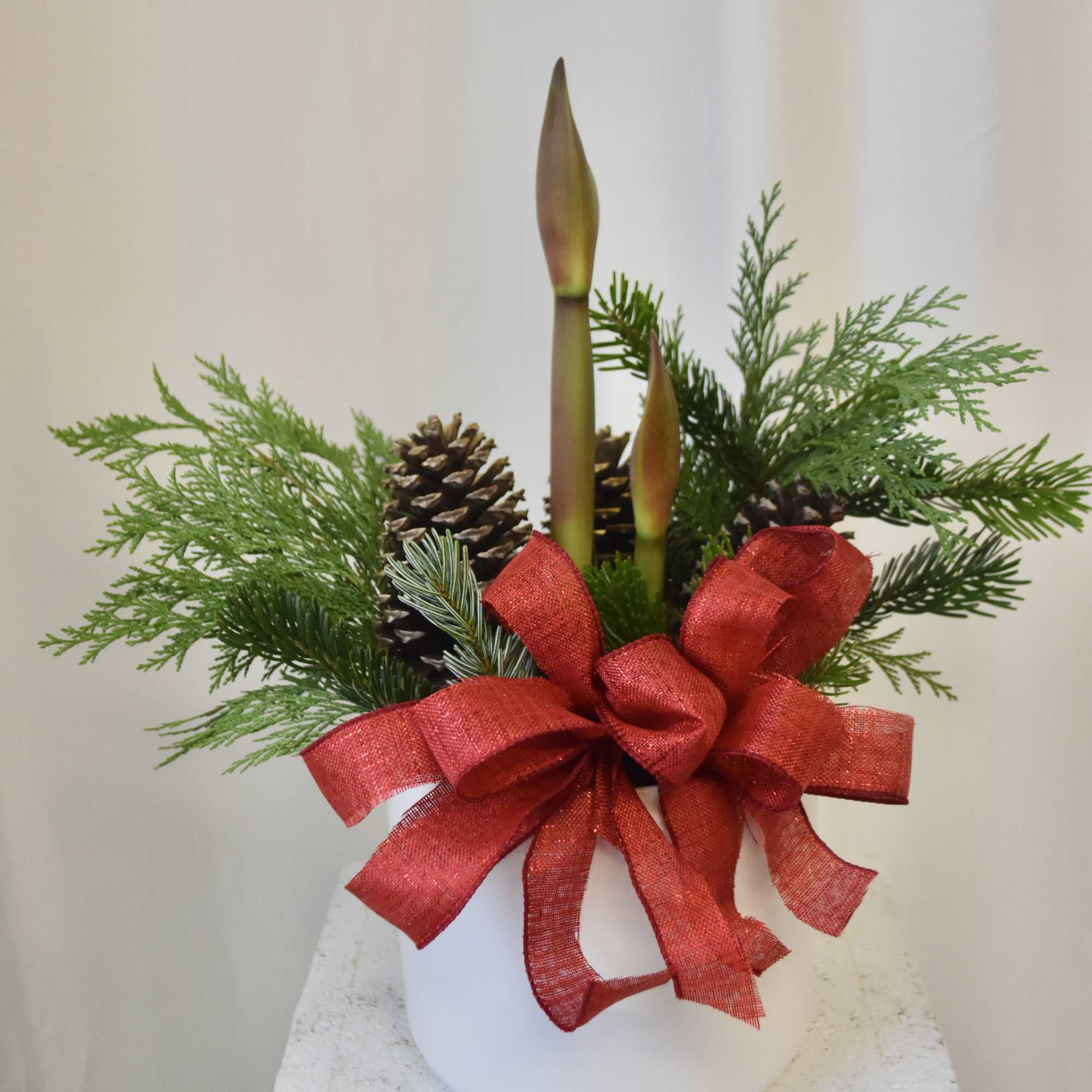 Bring the festivities to your home with our Elegant Amaryllis! Planted in
